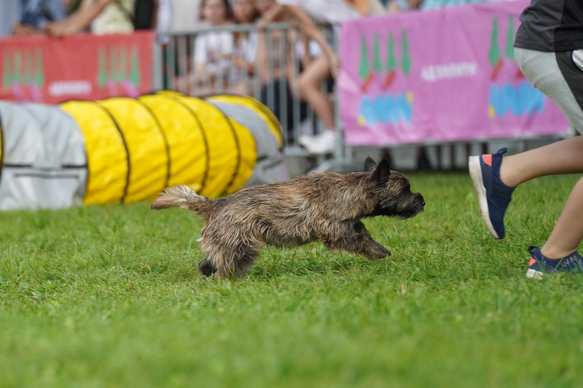 Петшопдей. Фотограф анималист