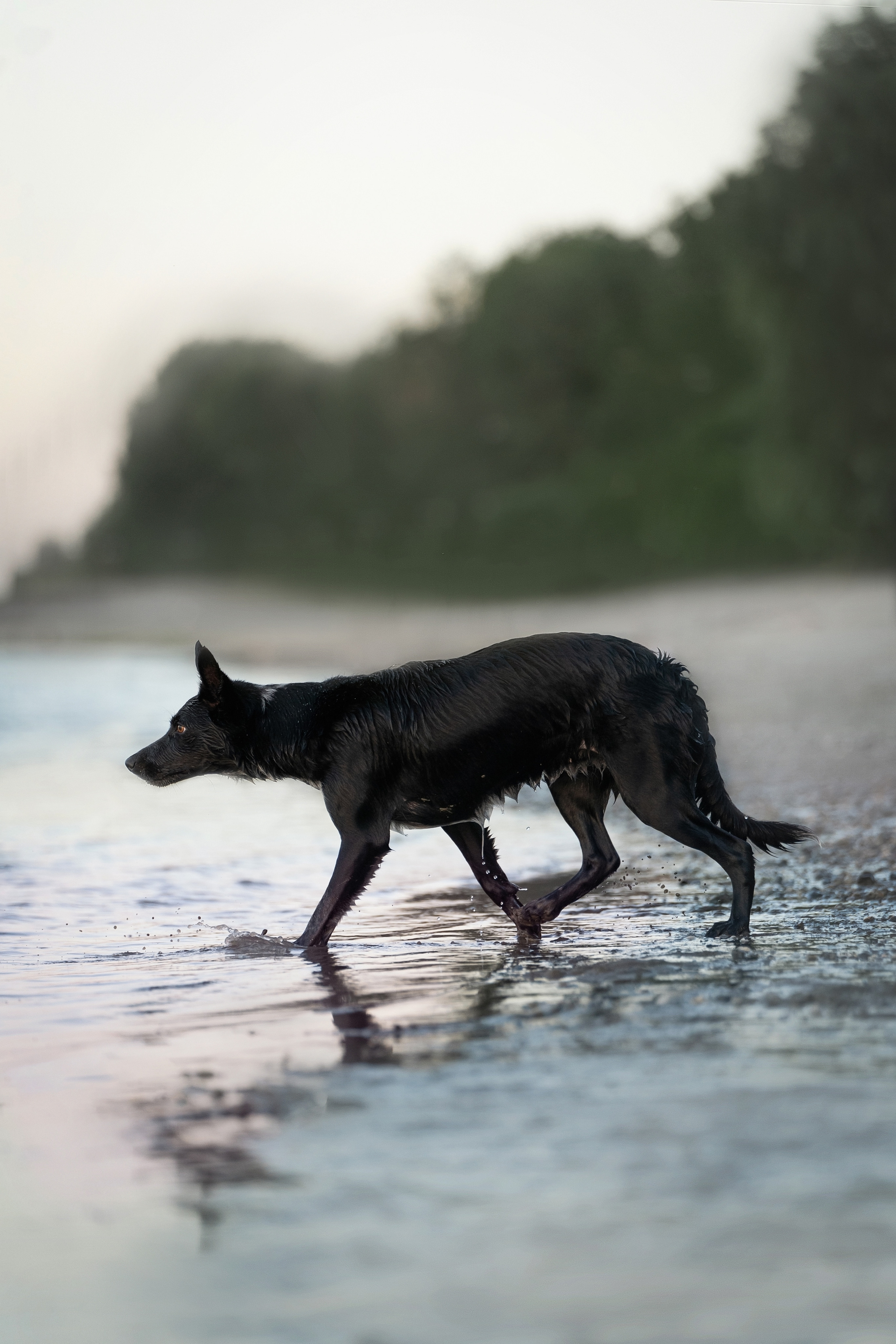 Йота. Фотограф анималист
