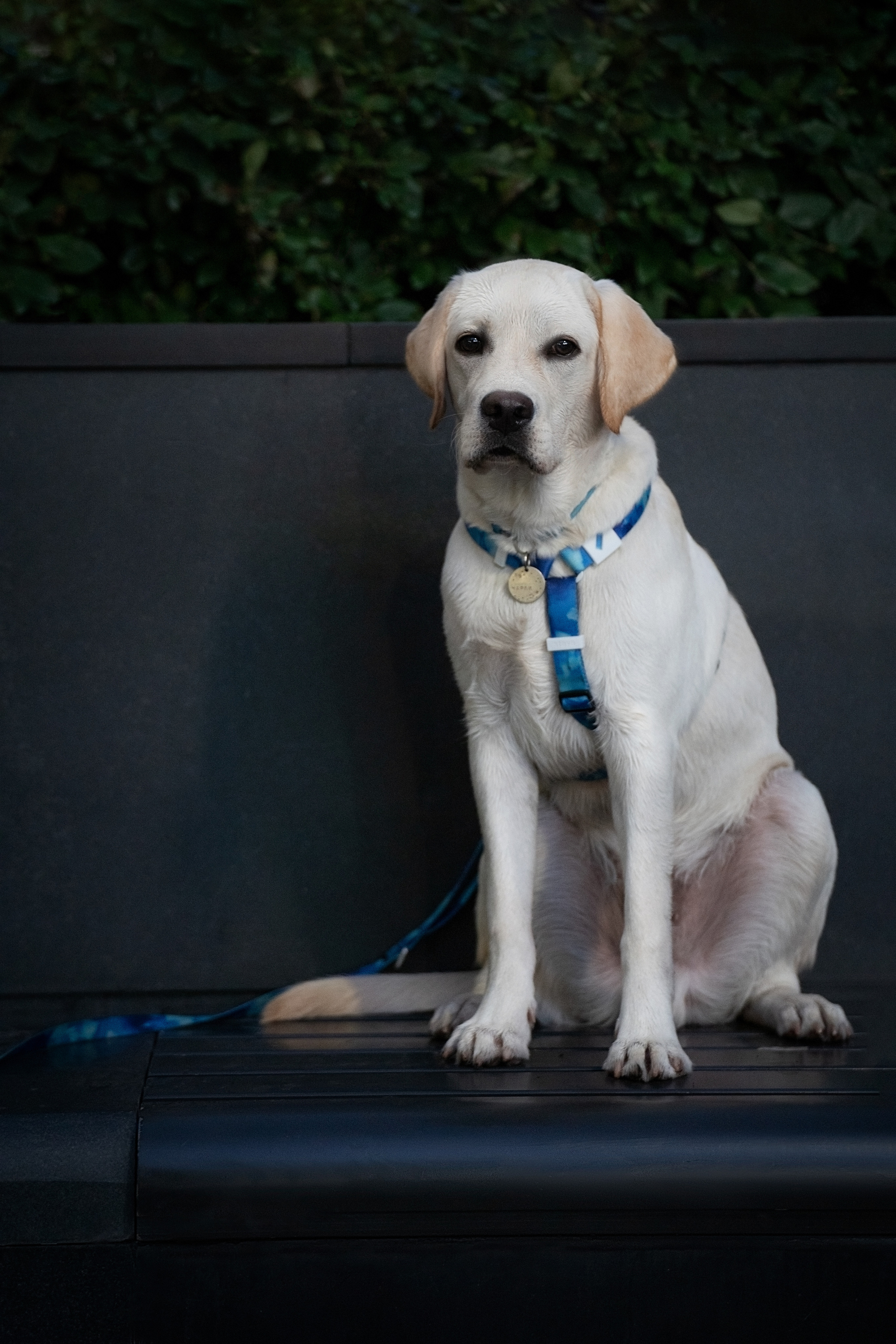 Наташа и Чарли. Фотограф анималист