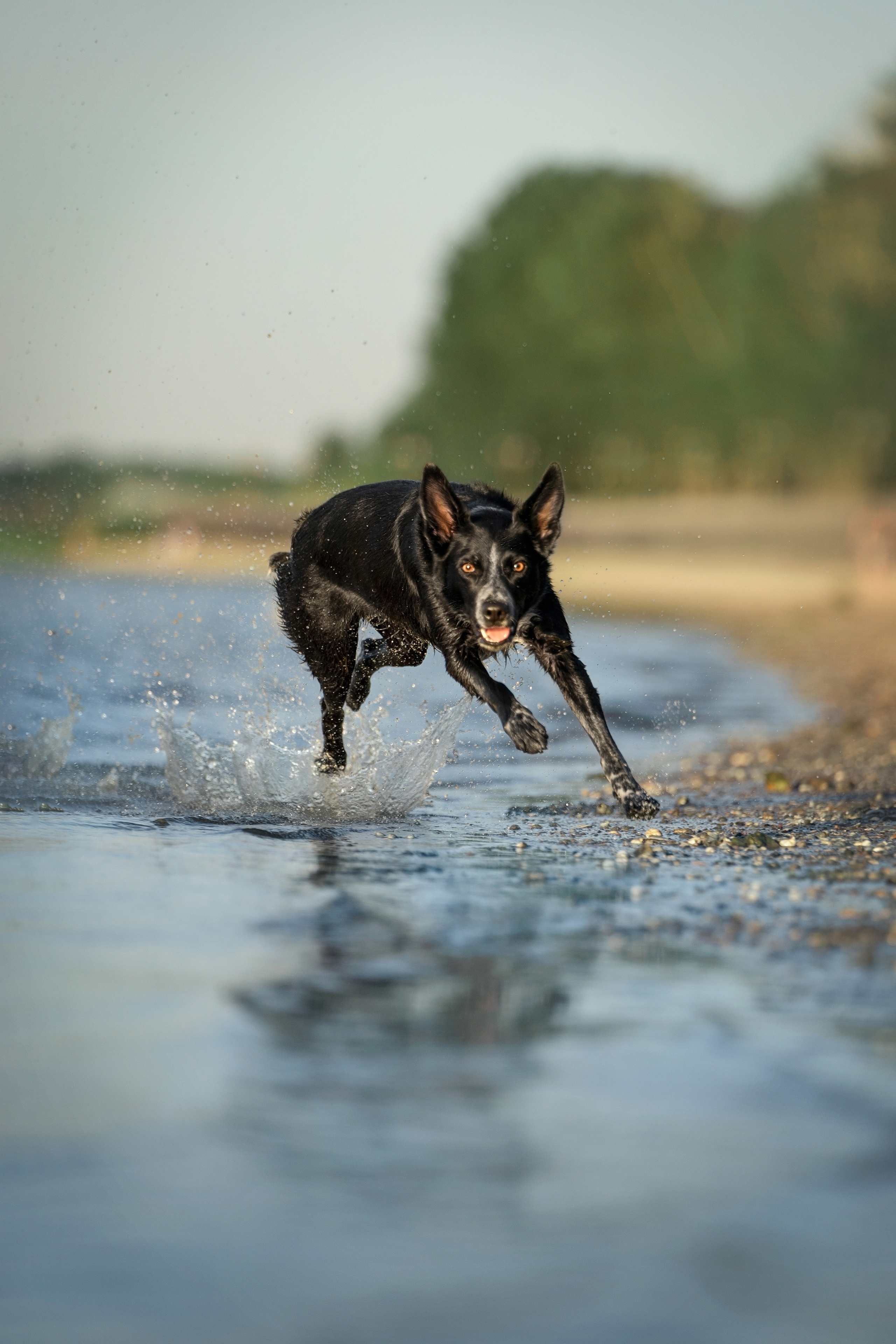 Йота. Фотограф анималист