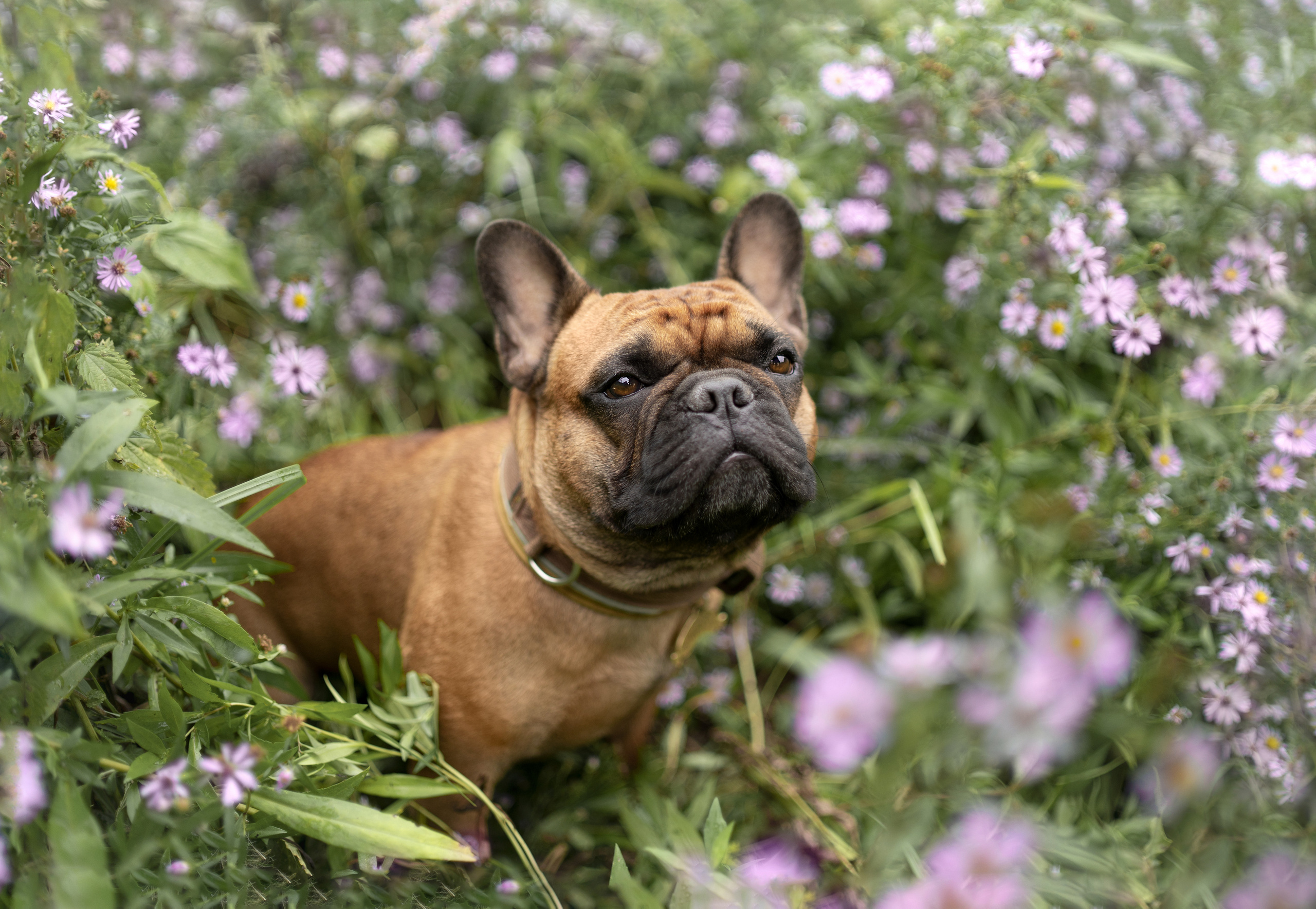 Катя, Антон, Марс и Юта. Фотограф анималист