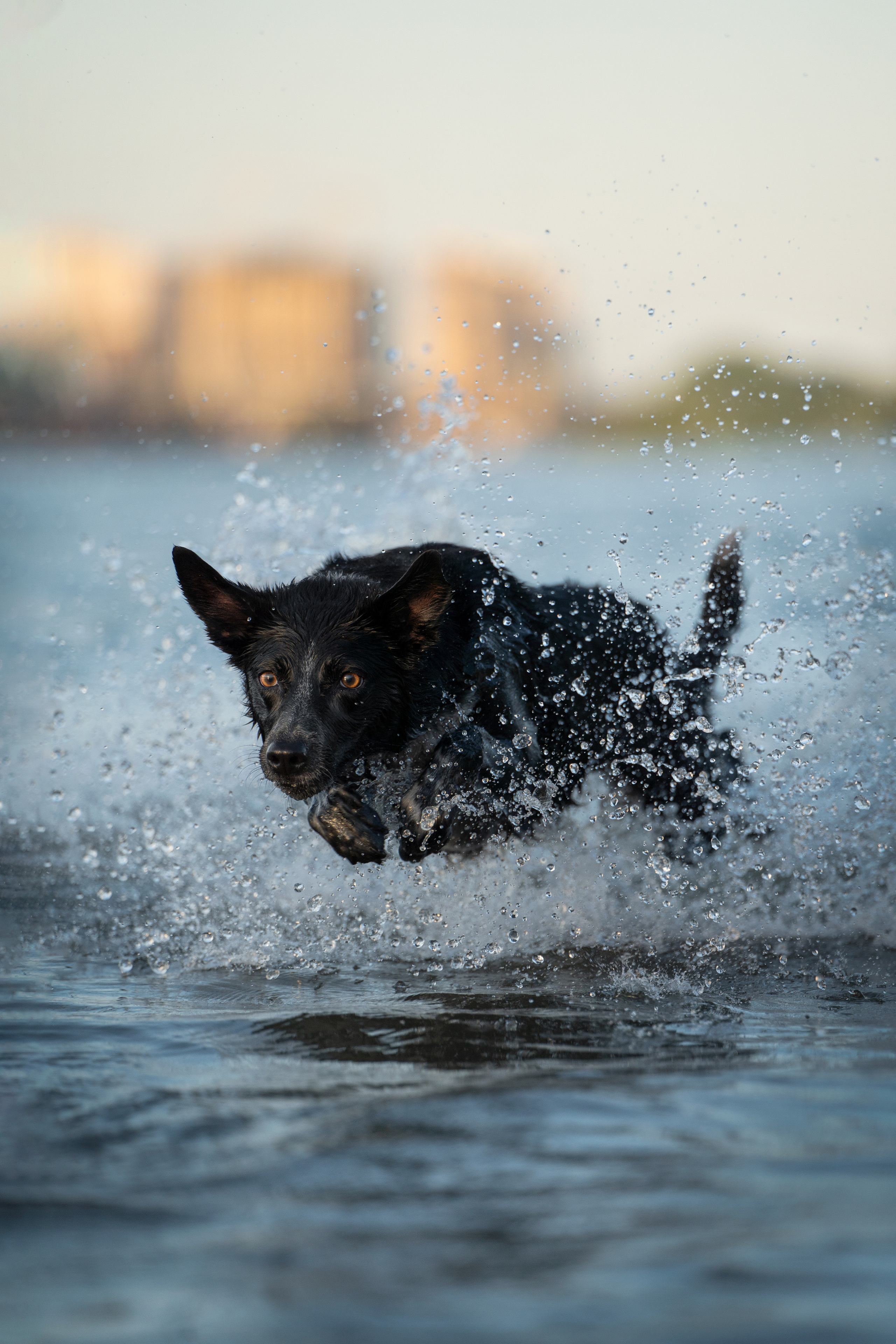 Йота. Фотограф анималист