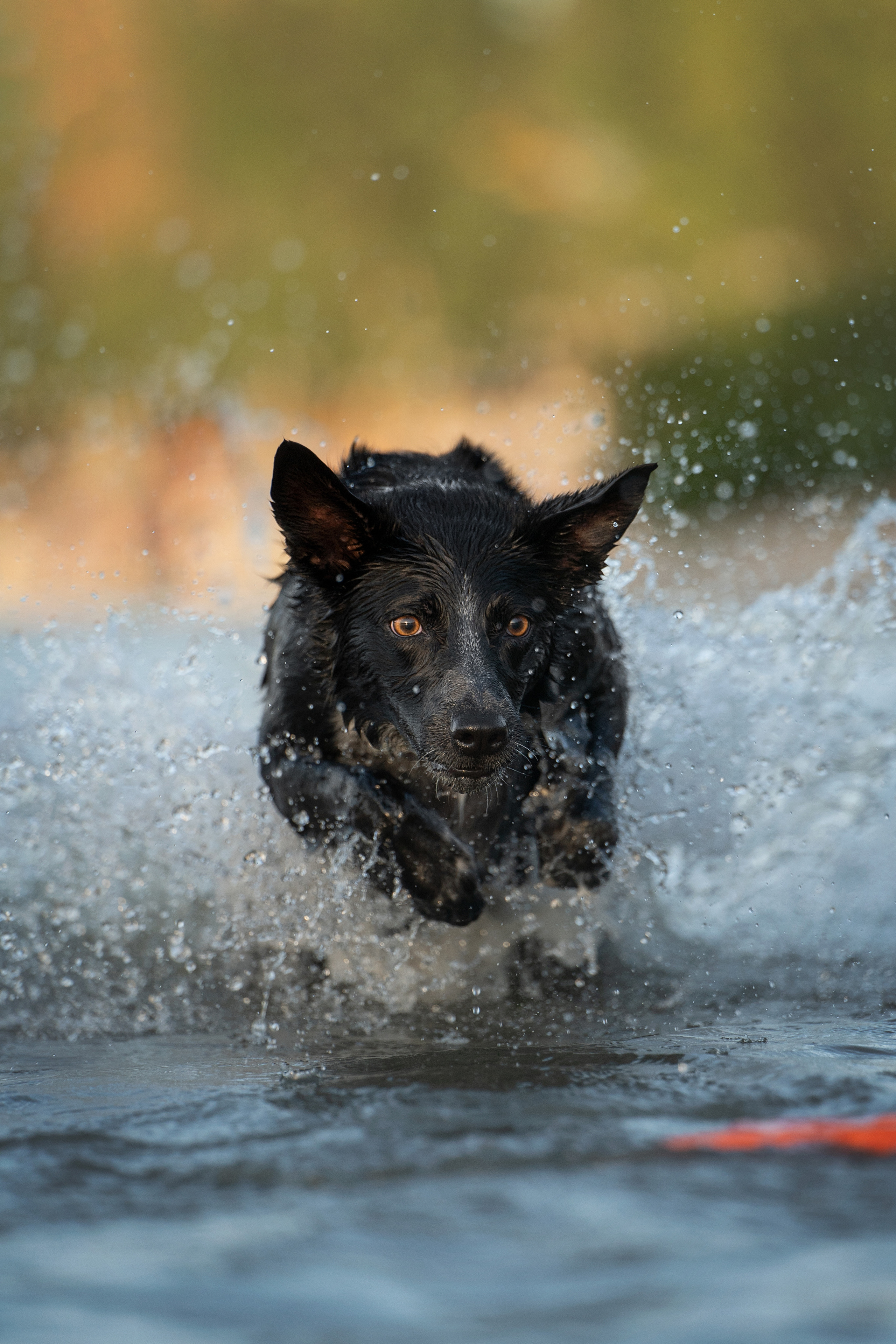 Йота. Фотограф анималист