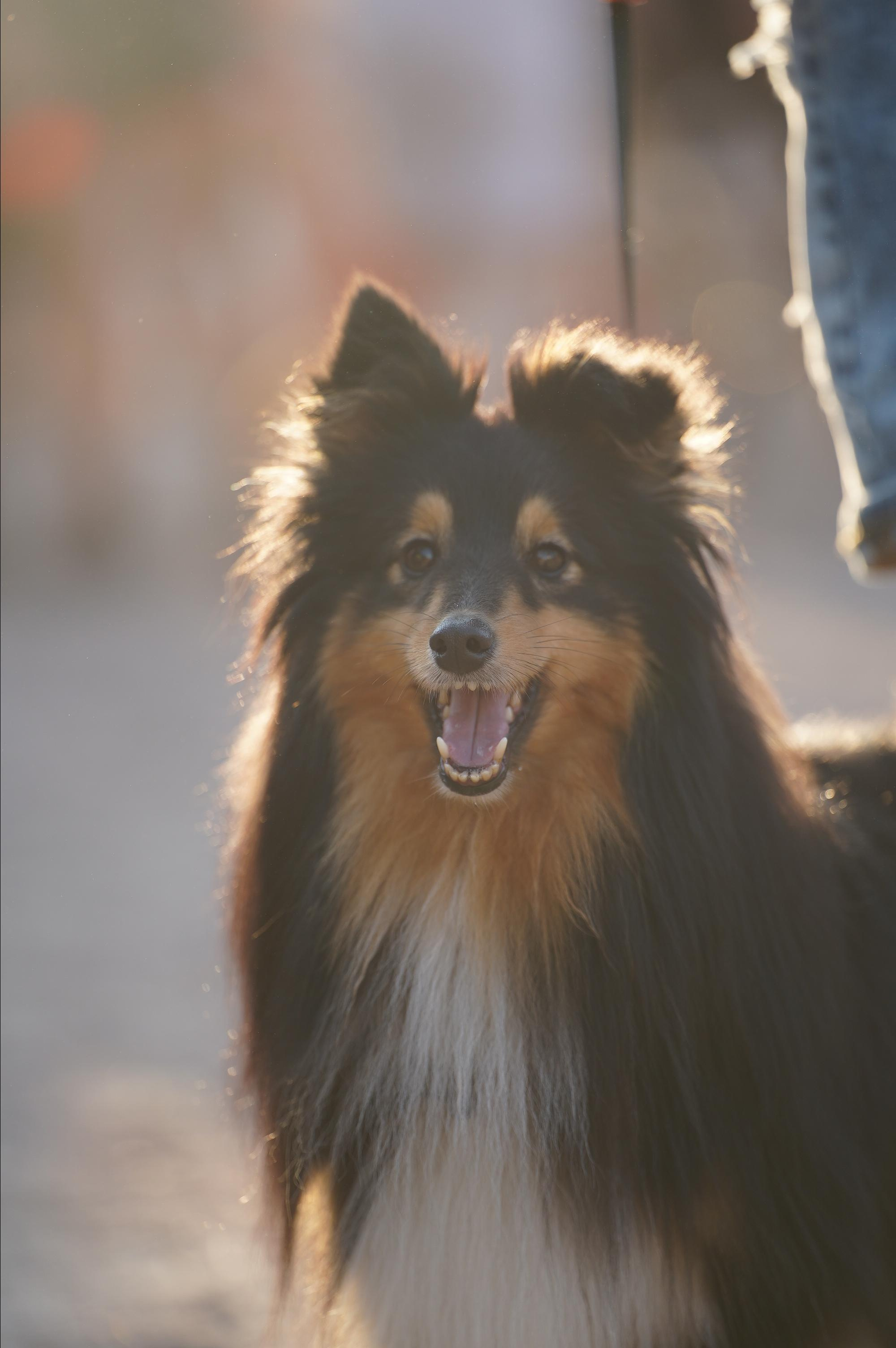 Петшопдей. Фотограф анималист