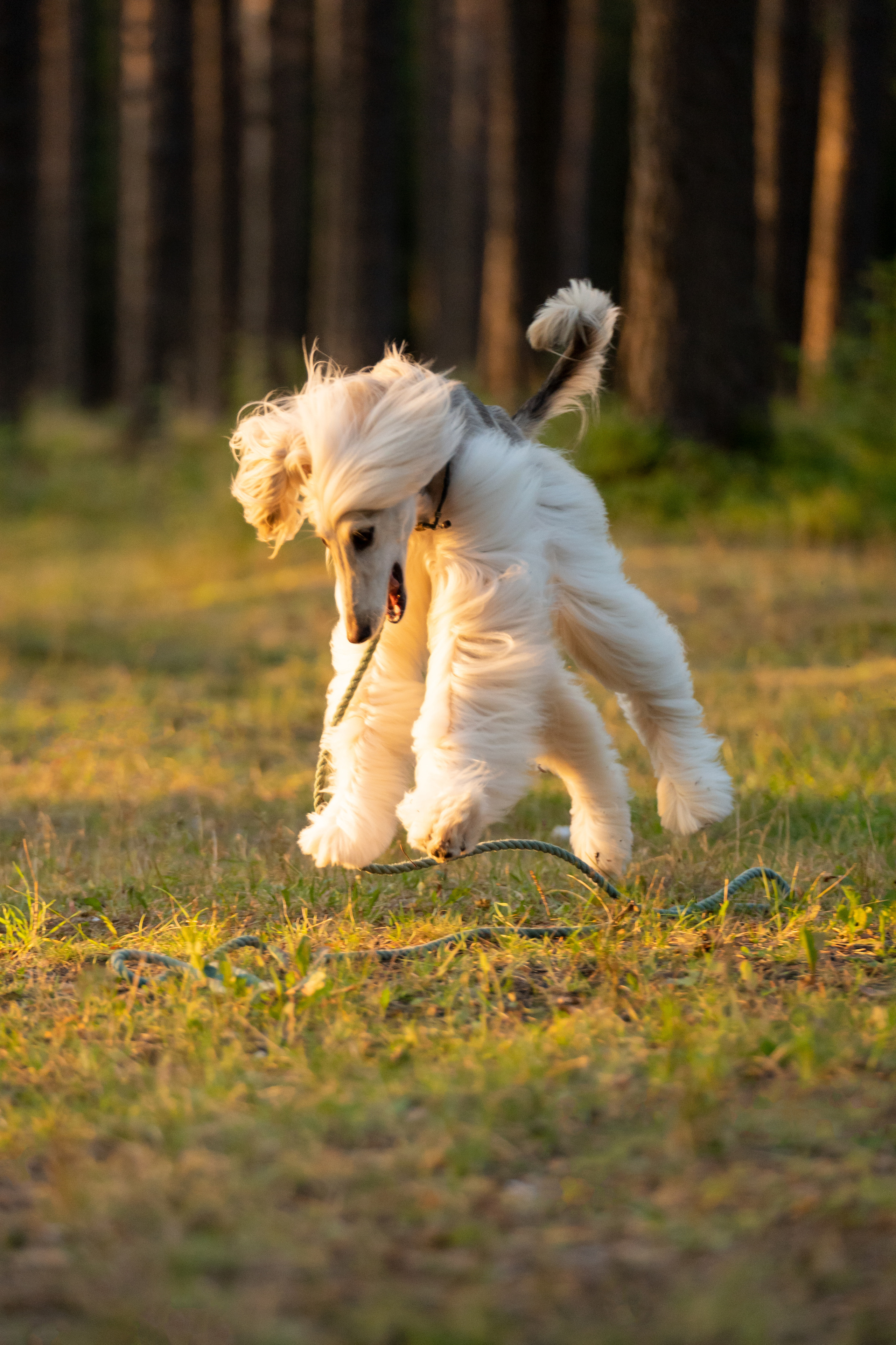 Путь к лесу. Фотограф анималист