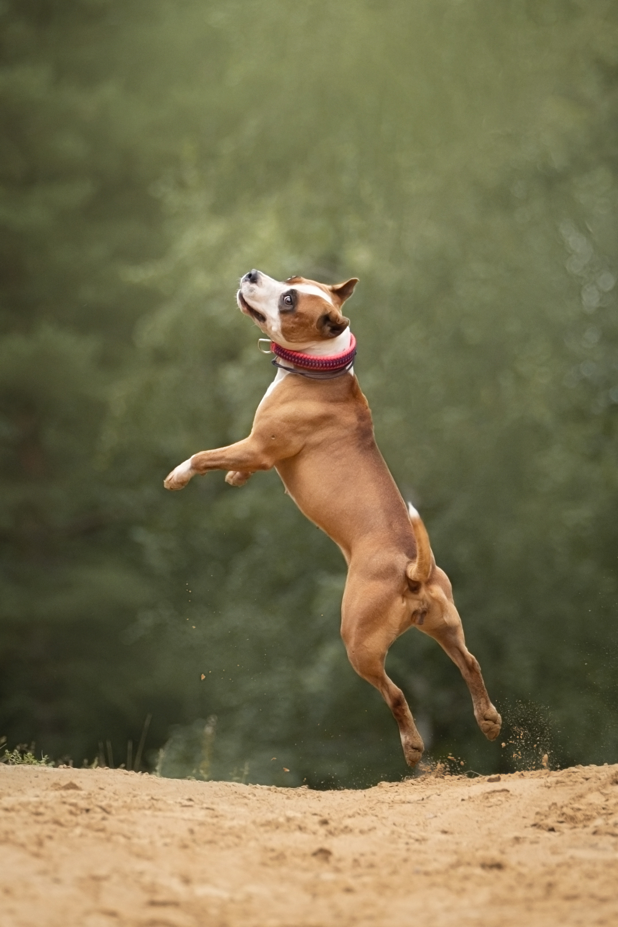 Катя, Антон, Марс и Юта. Фотограф анималист