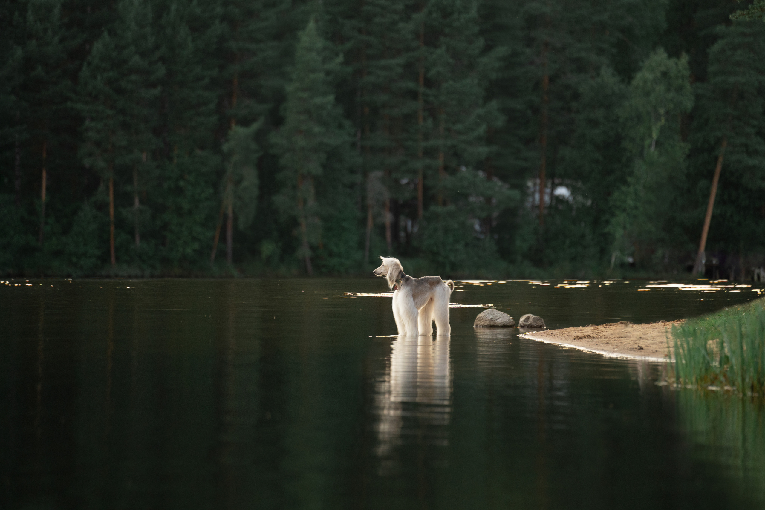 Путь к лесу. Фотограф анималист