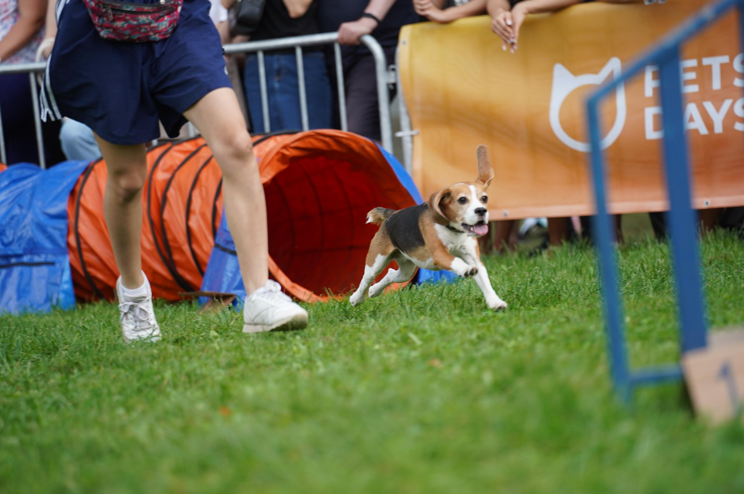 Петшопдей. Фотограф анималист