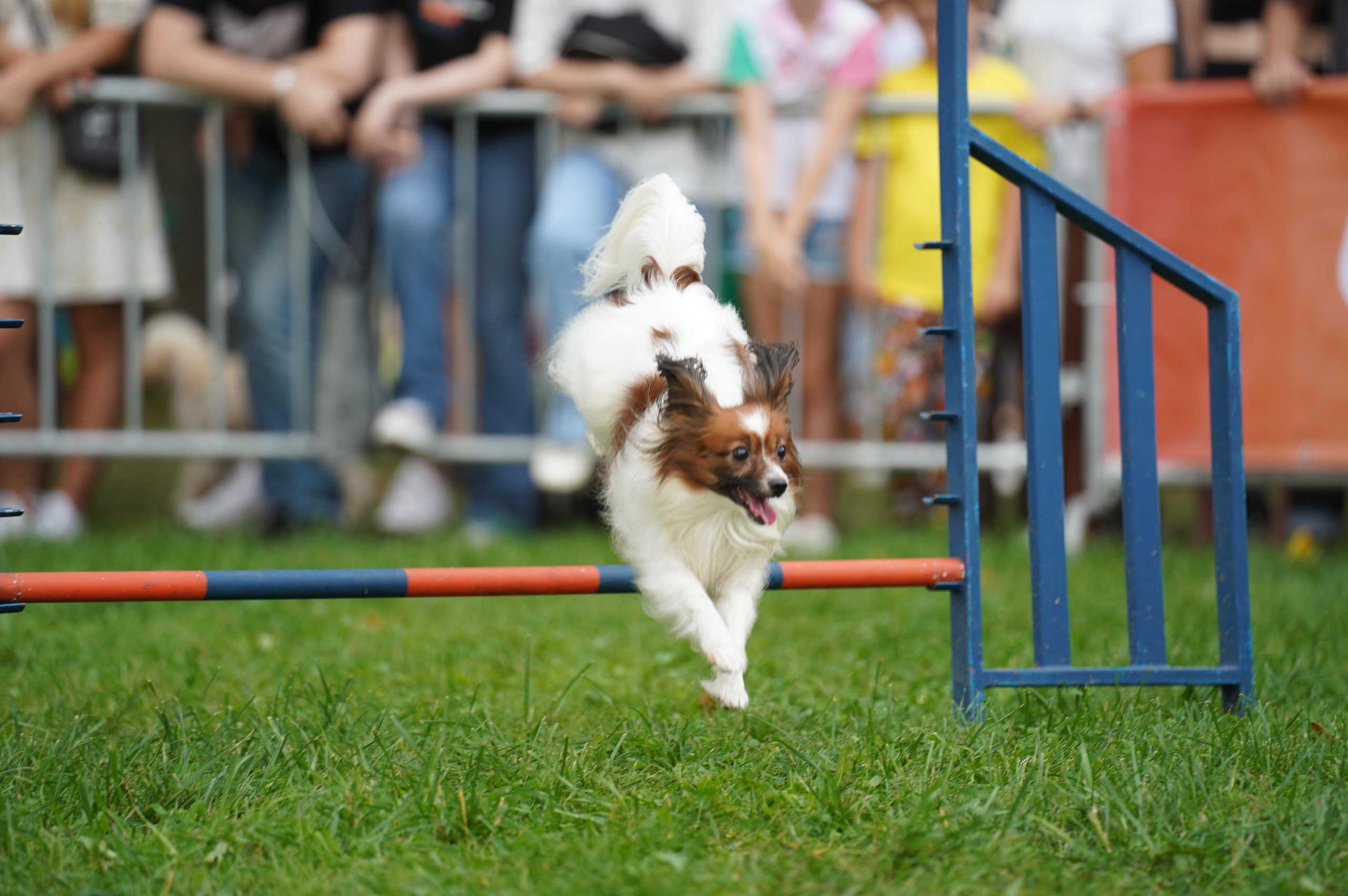 Петшопдей. Фотограф анималист