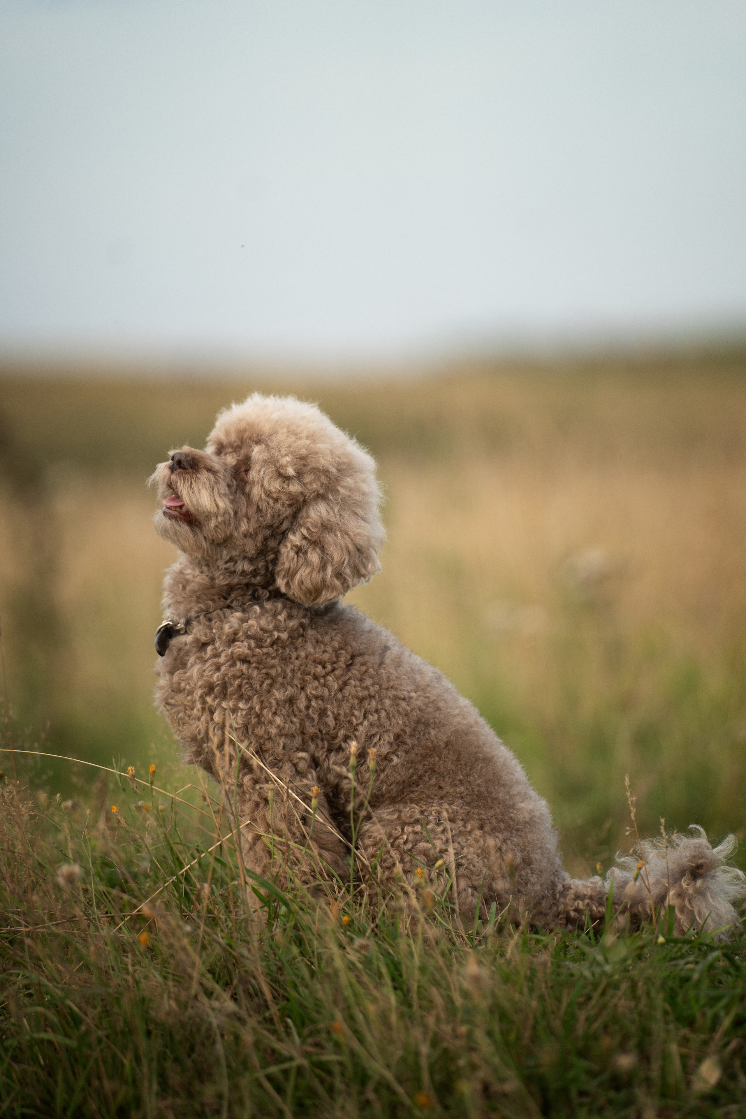 Кудрявая семья. Фотограф анималист