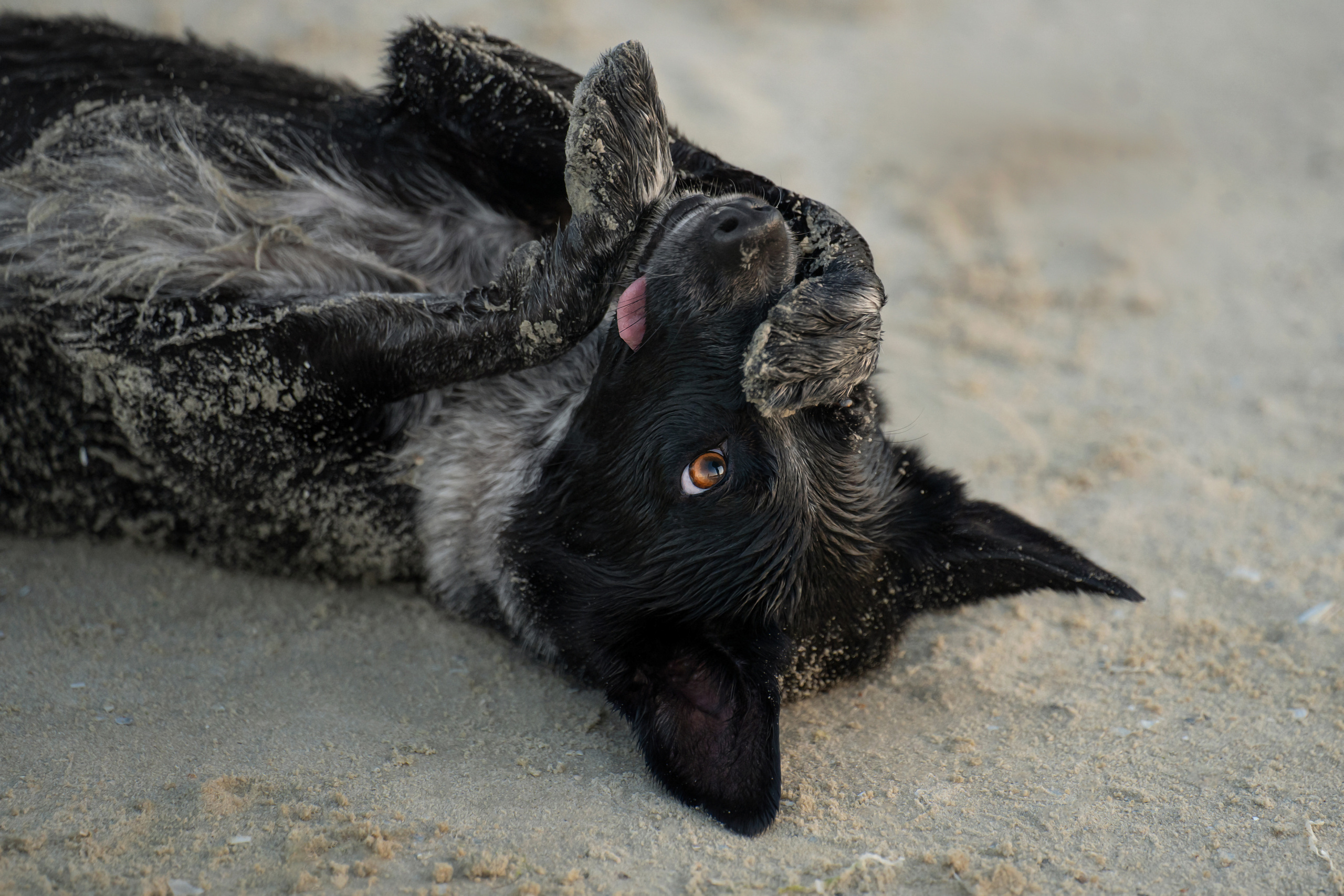 Йота. Фотограф анималист