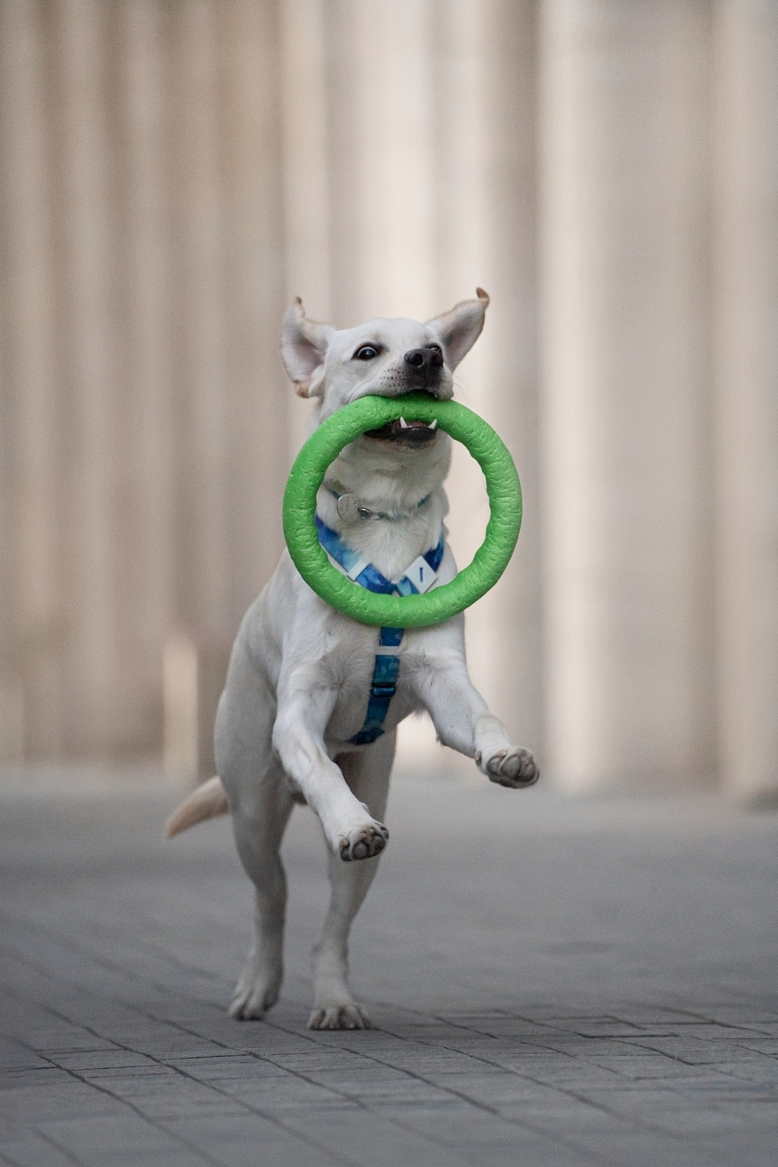 Наташа и Чарли. Фотограф анималист