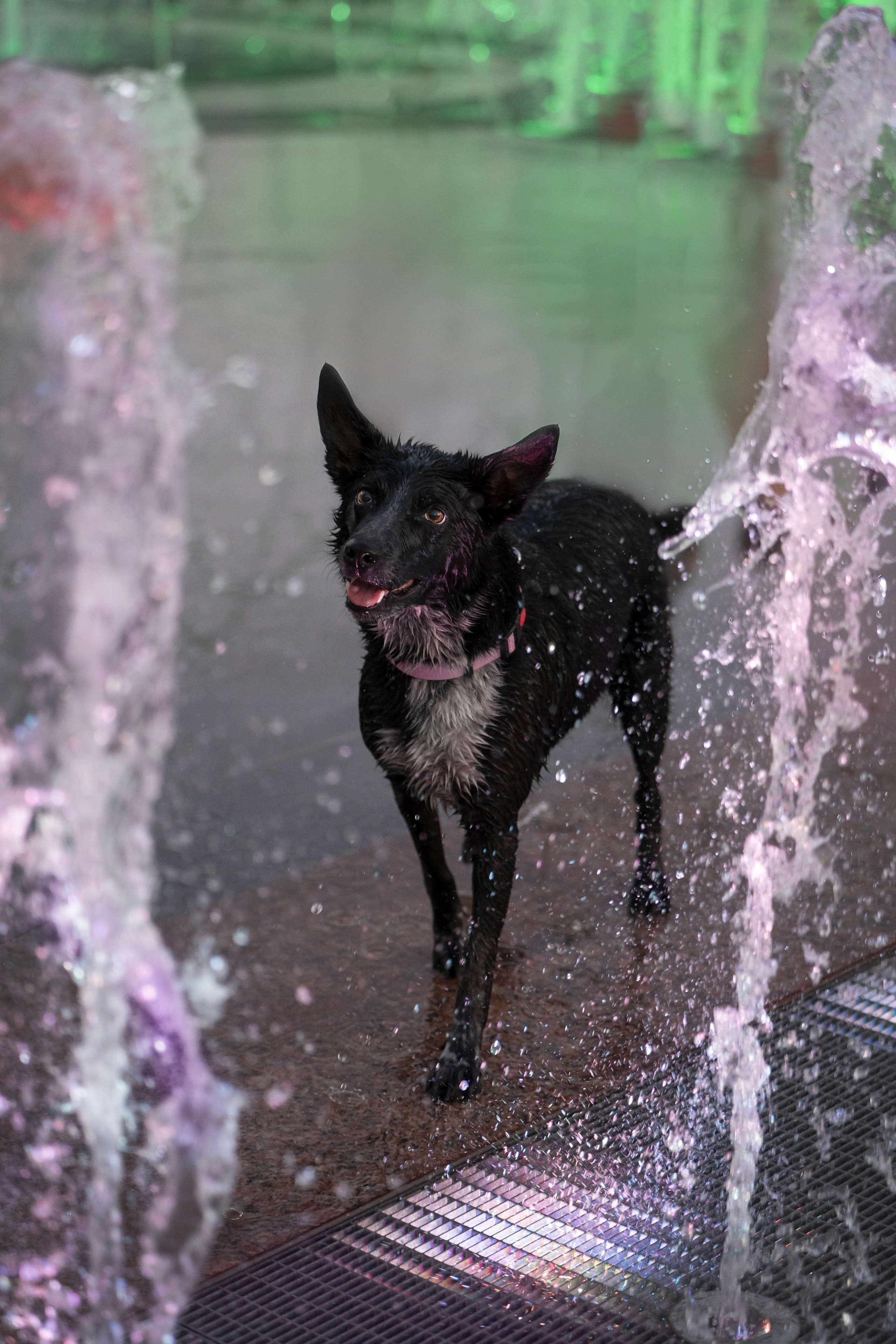 Йота. Фотограф анималист