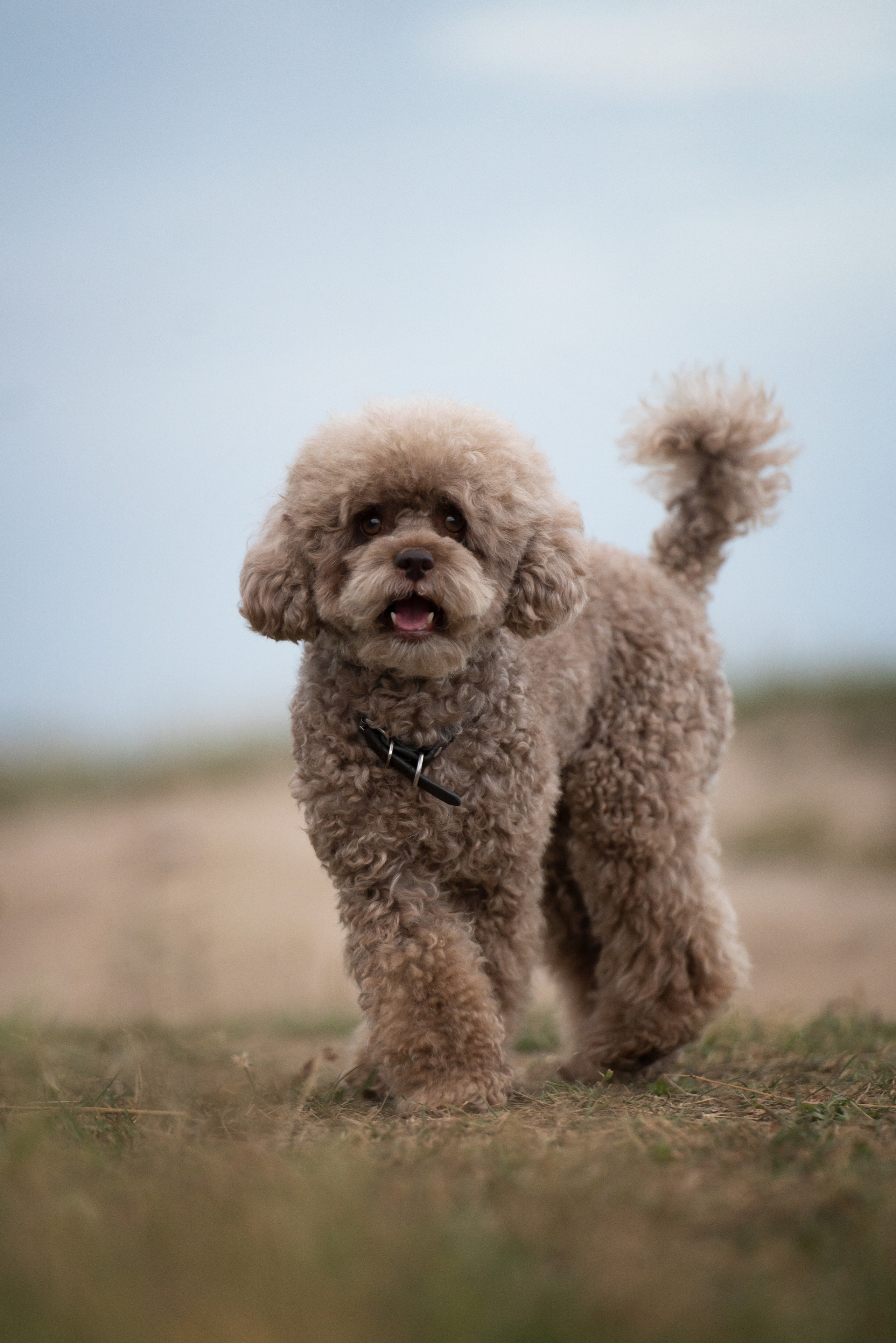 Кудрявая семья. Фотограф анималист