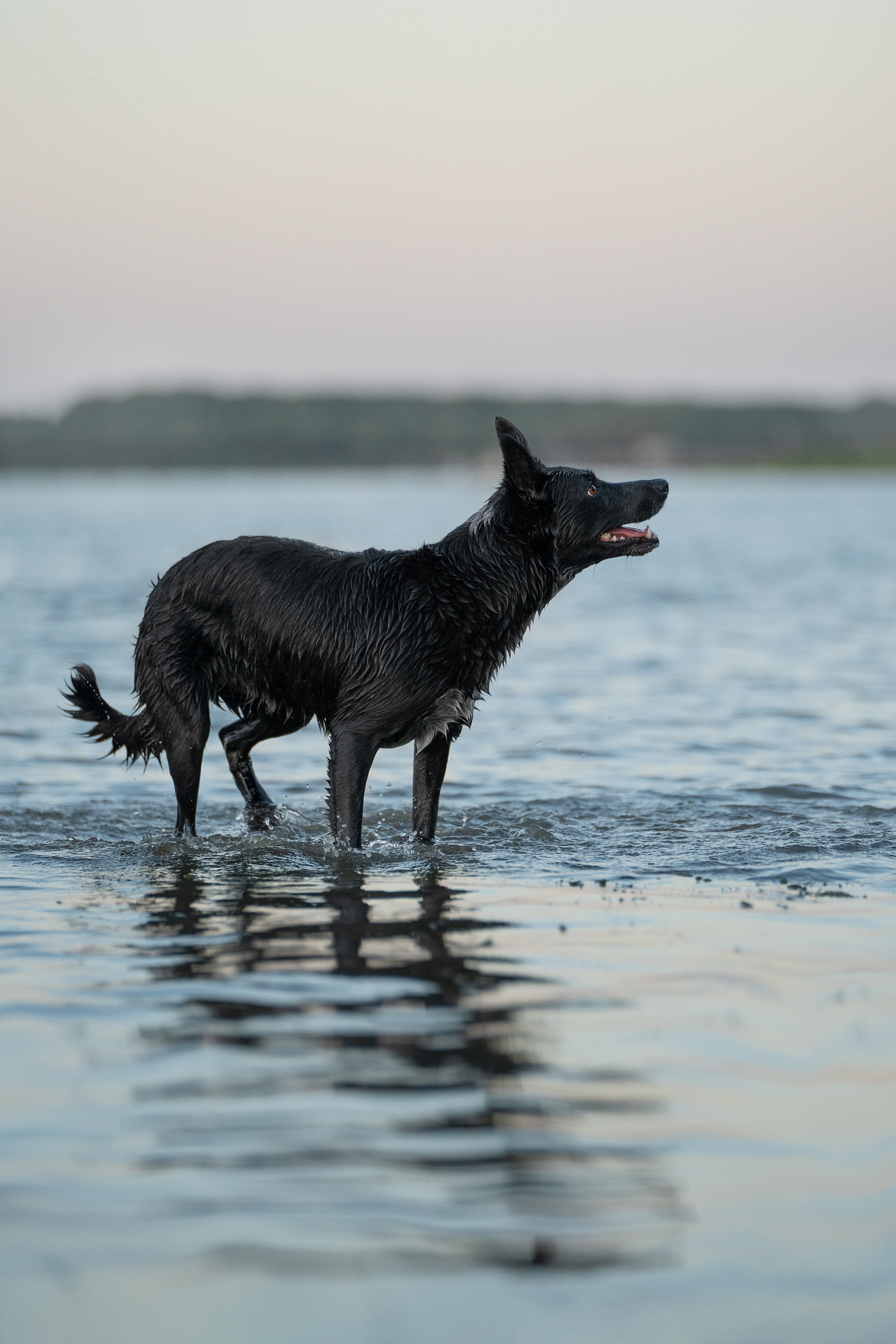 Йота. Фотограф анималист