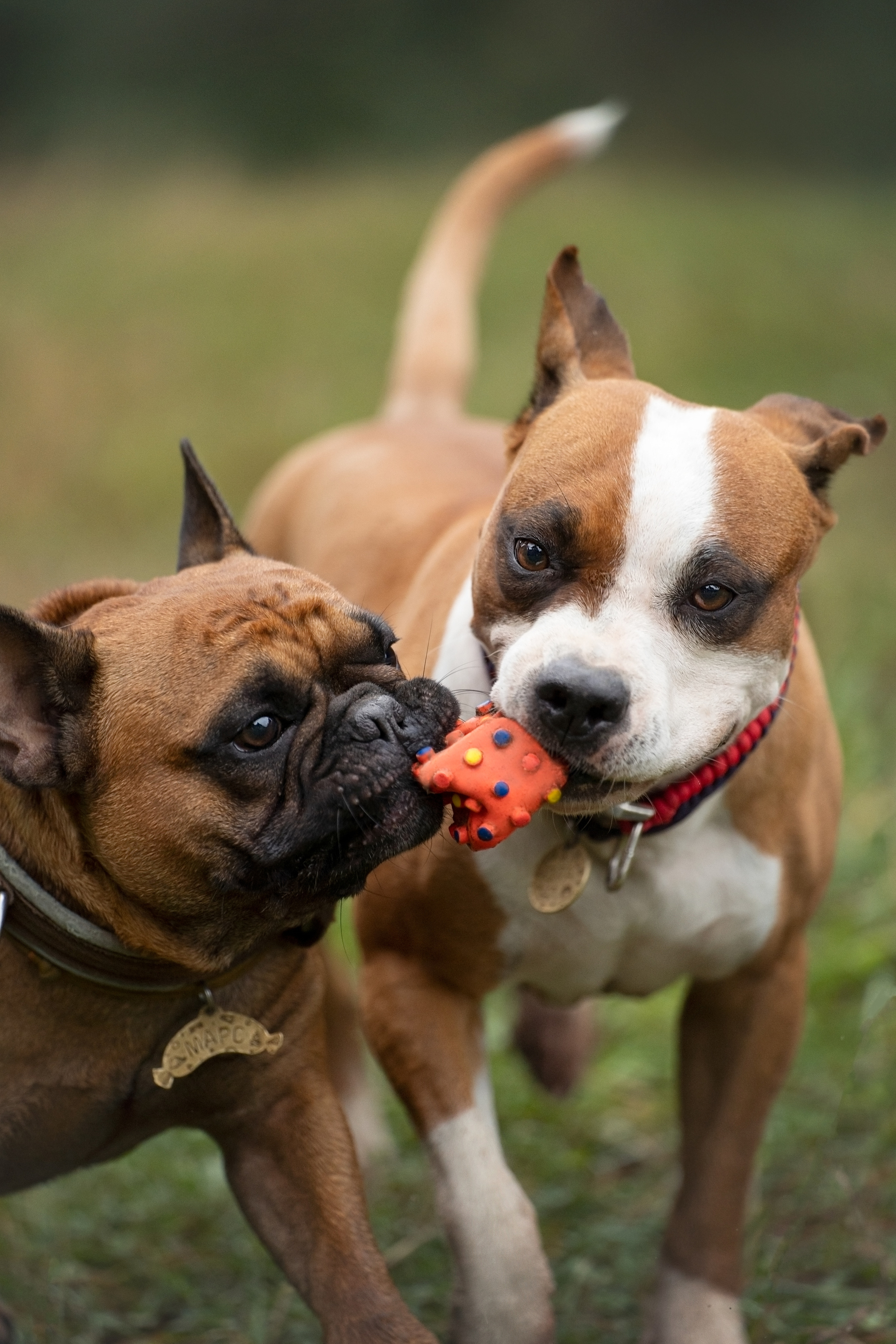 Катя, Антон, Марс и Юта. Фотограф анималист