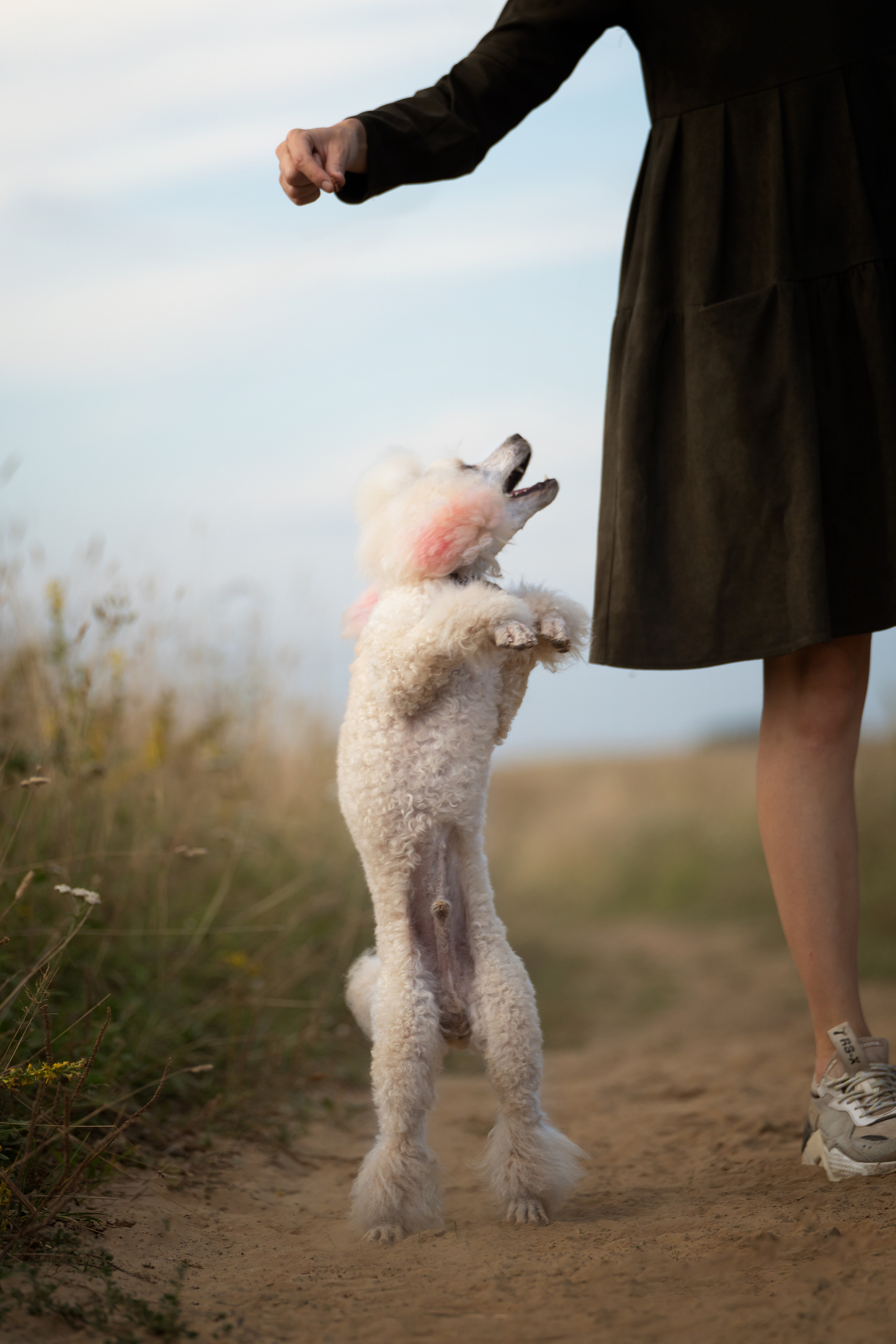 Кудрявая семья. Фотограф анималист