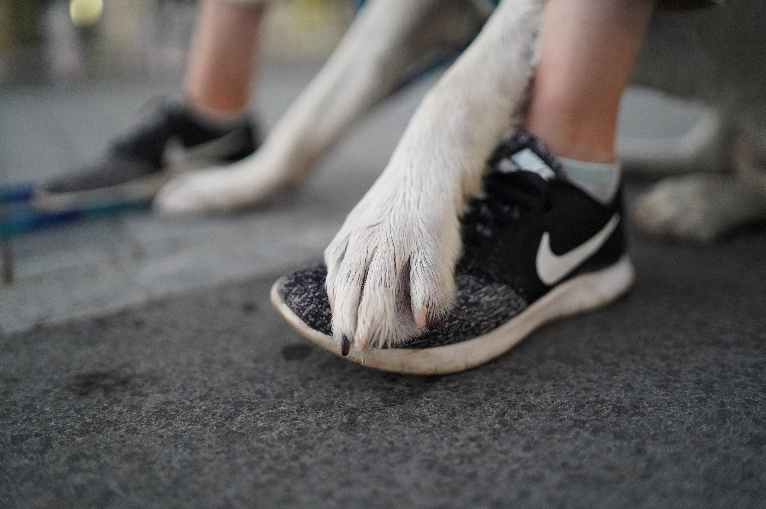 Наташа и Чарли. Фотограф анималист