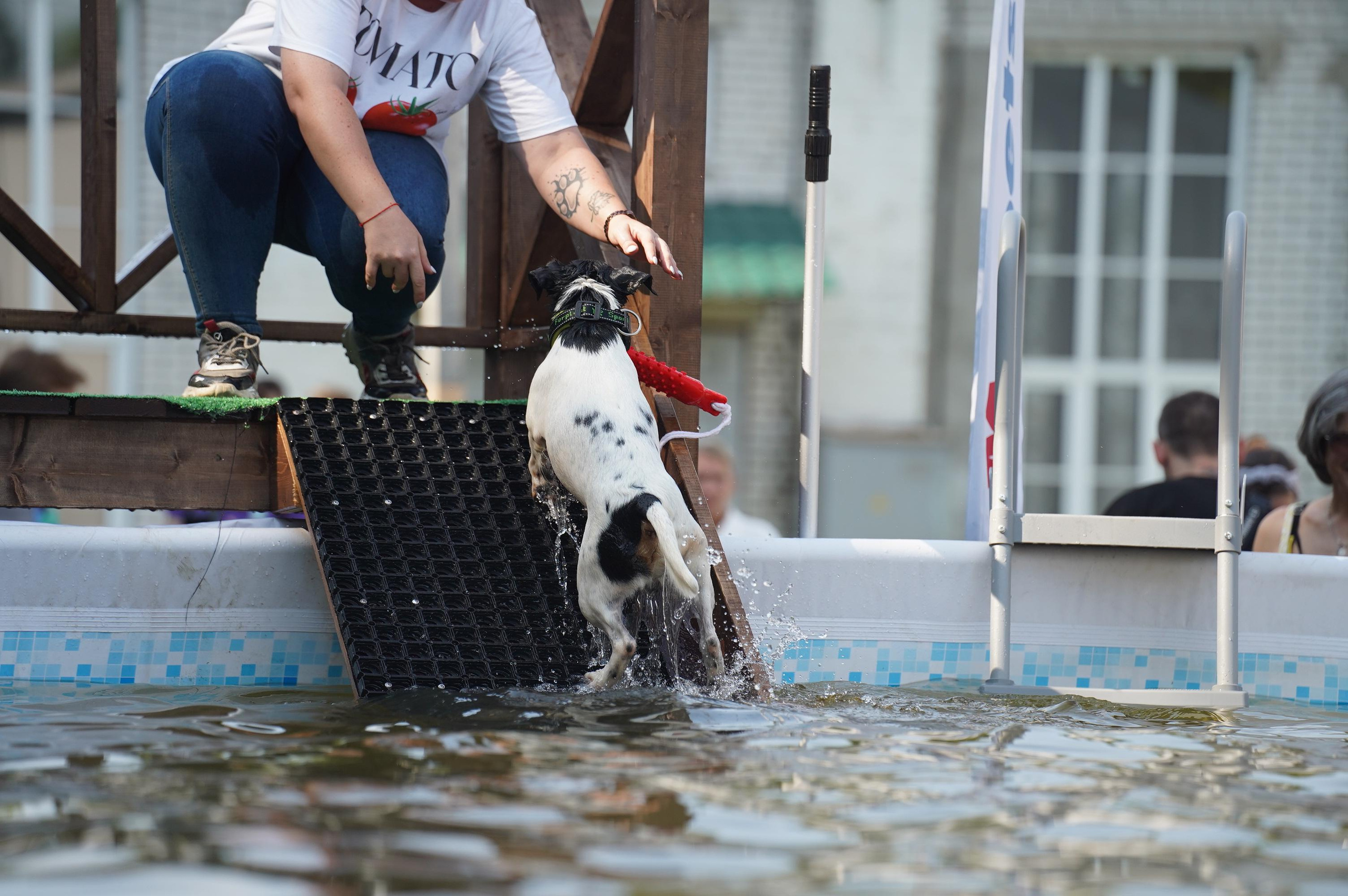 Петшопдей. Фотограф анималист