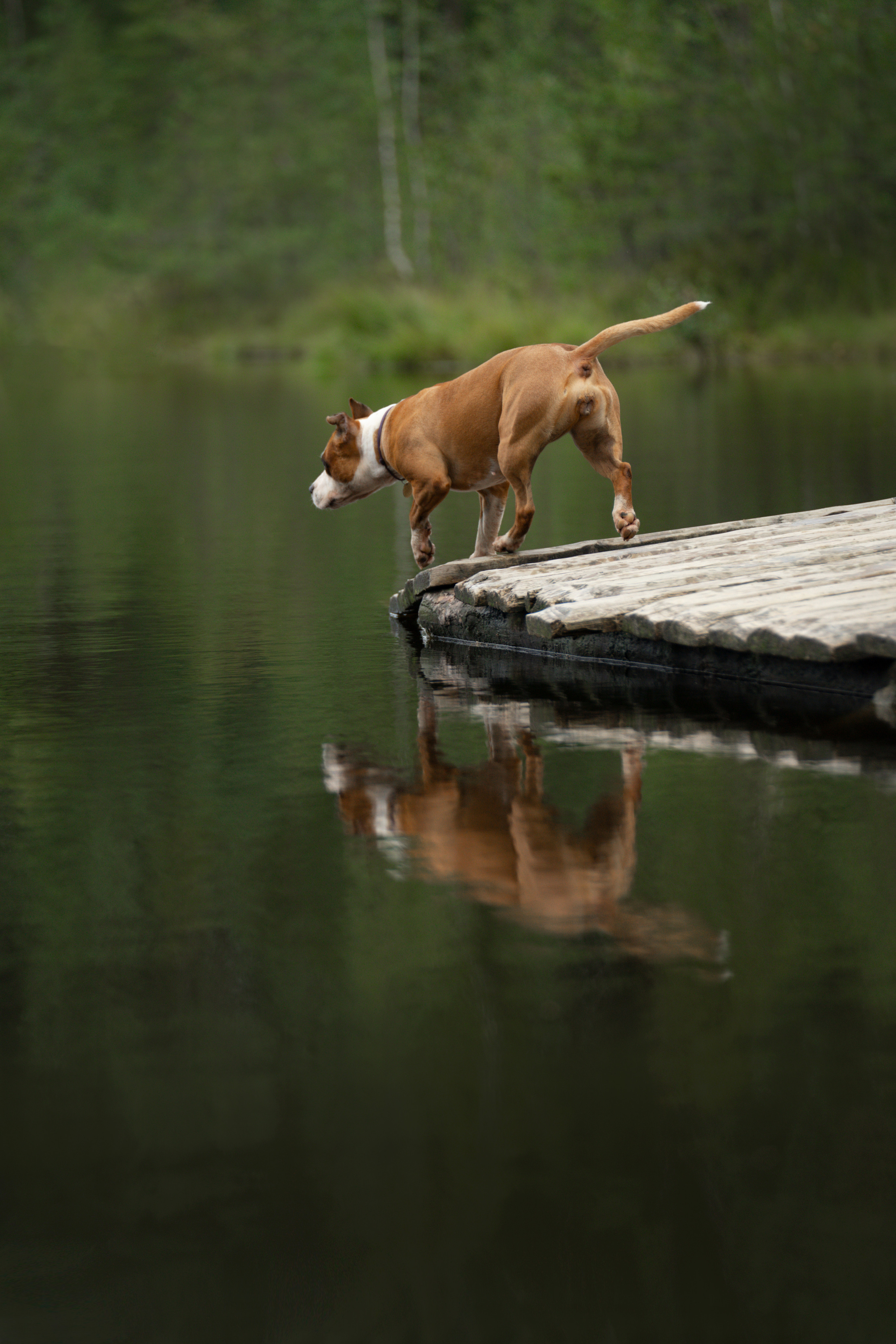 Катя, Антон, Марс и Юта. Фотограф анималист