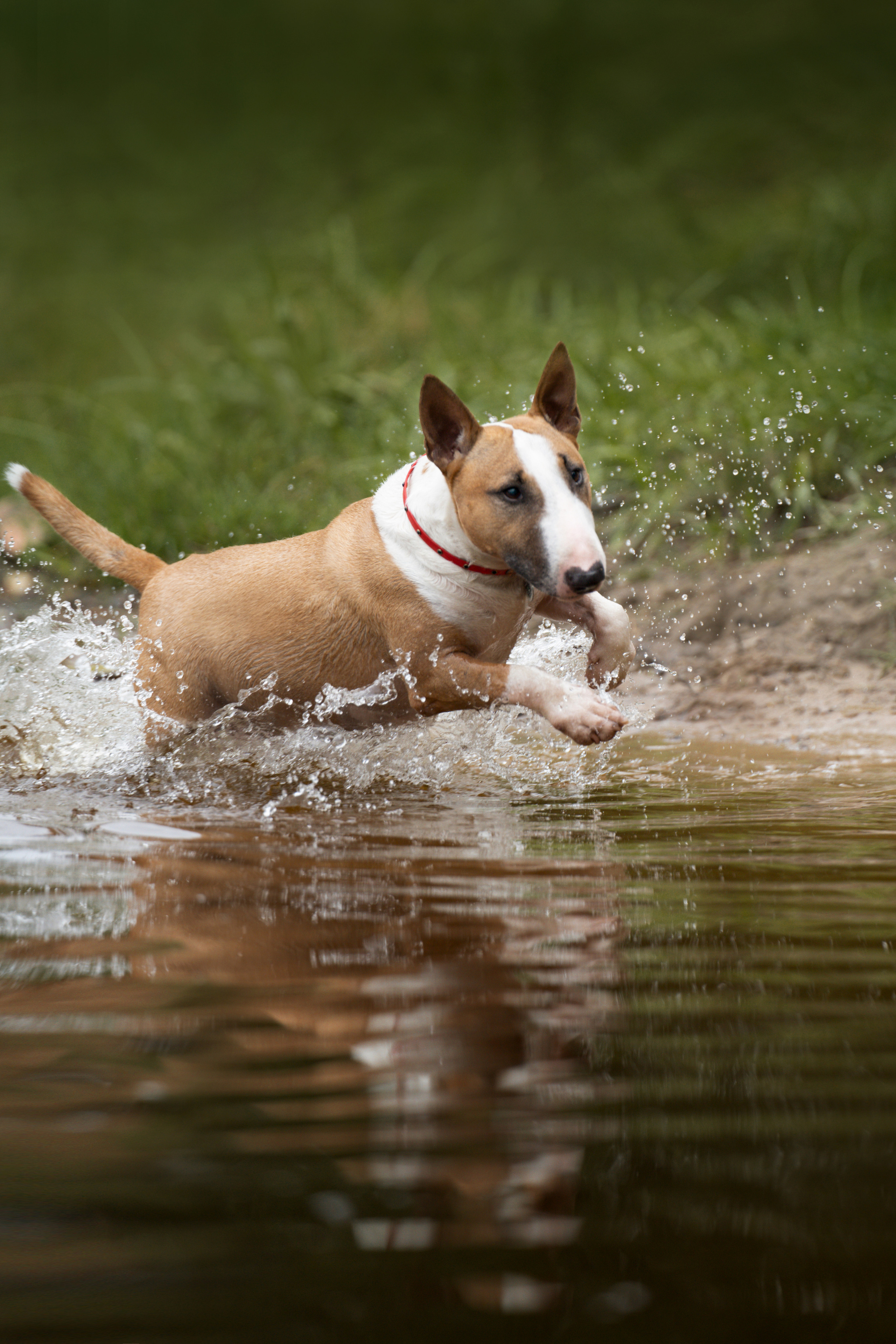 Яна и Юни. Фотограф анималист