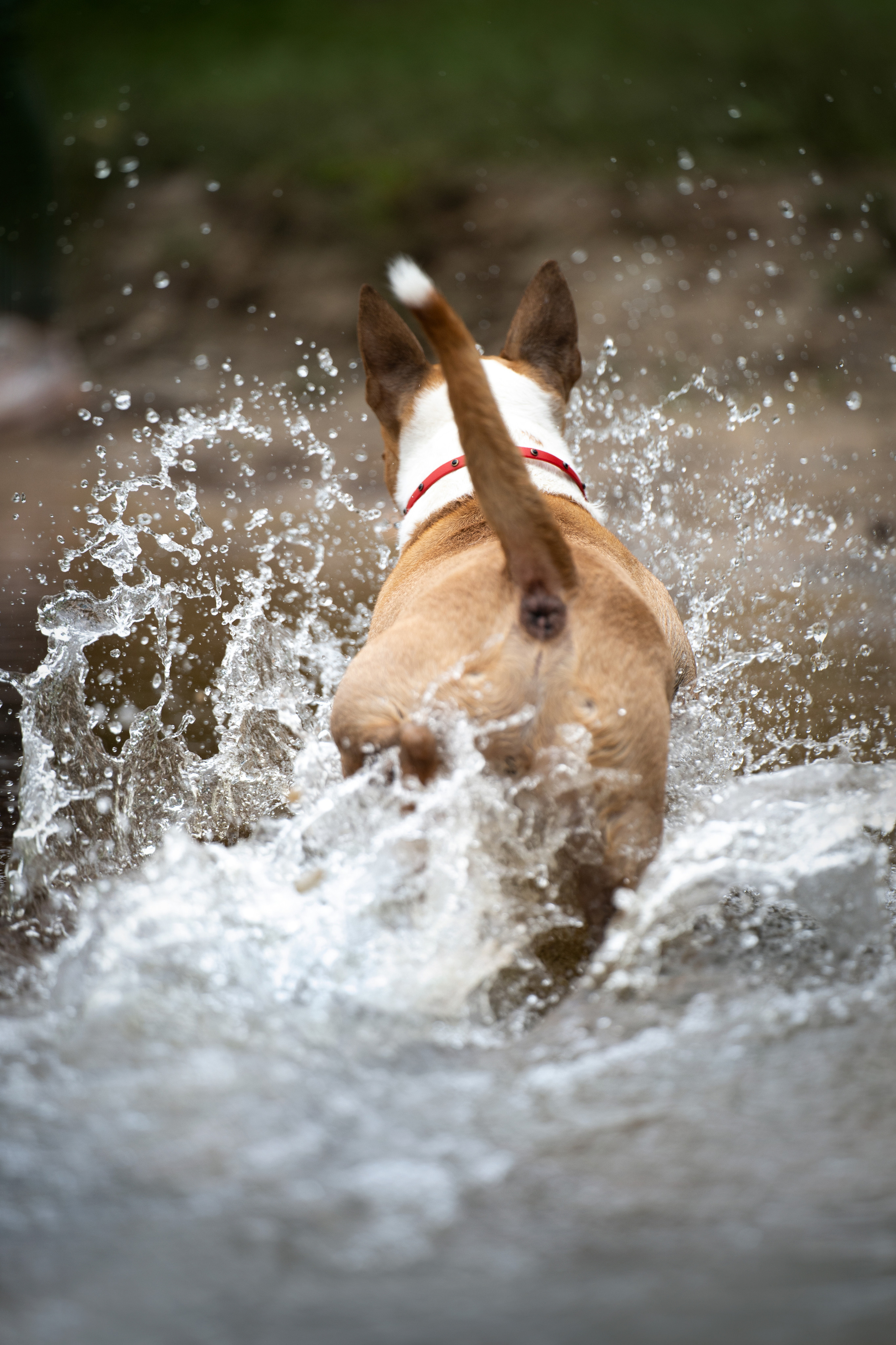 Яна и Юни. Фотограф анималист