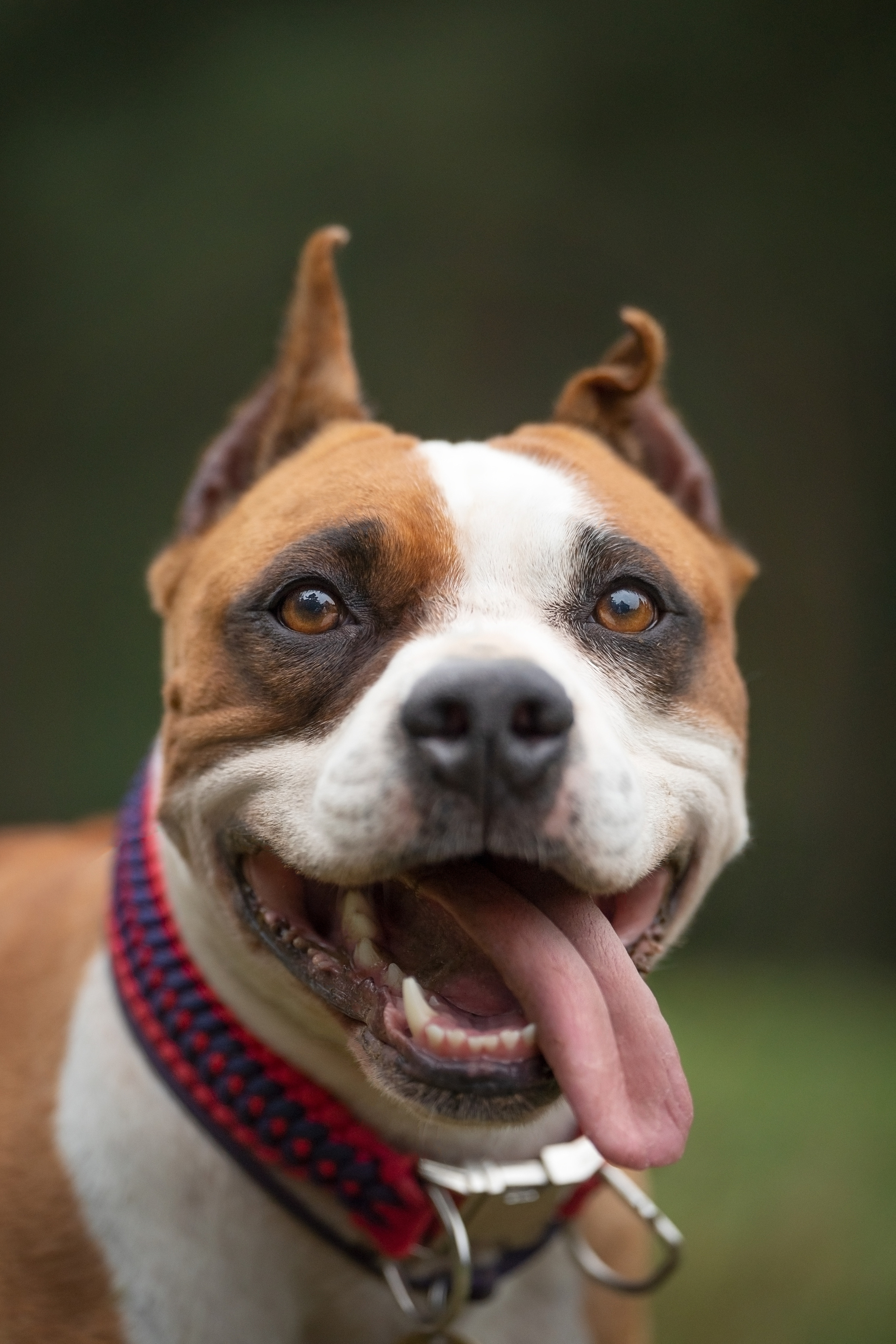 Катя, Антон, Марс и Юта. Фотограф анималист