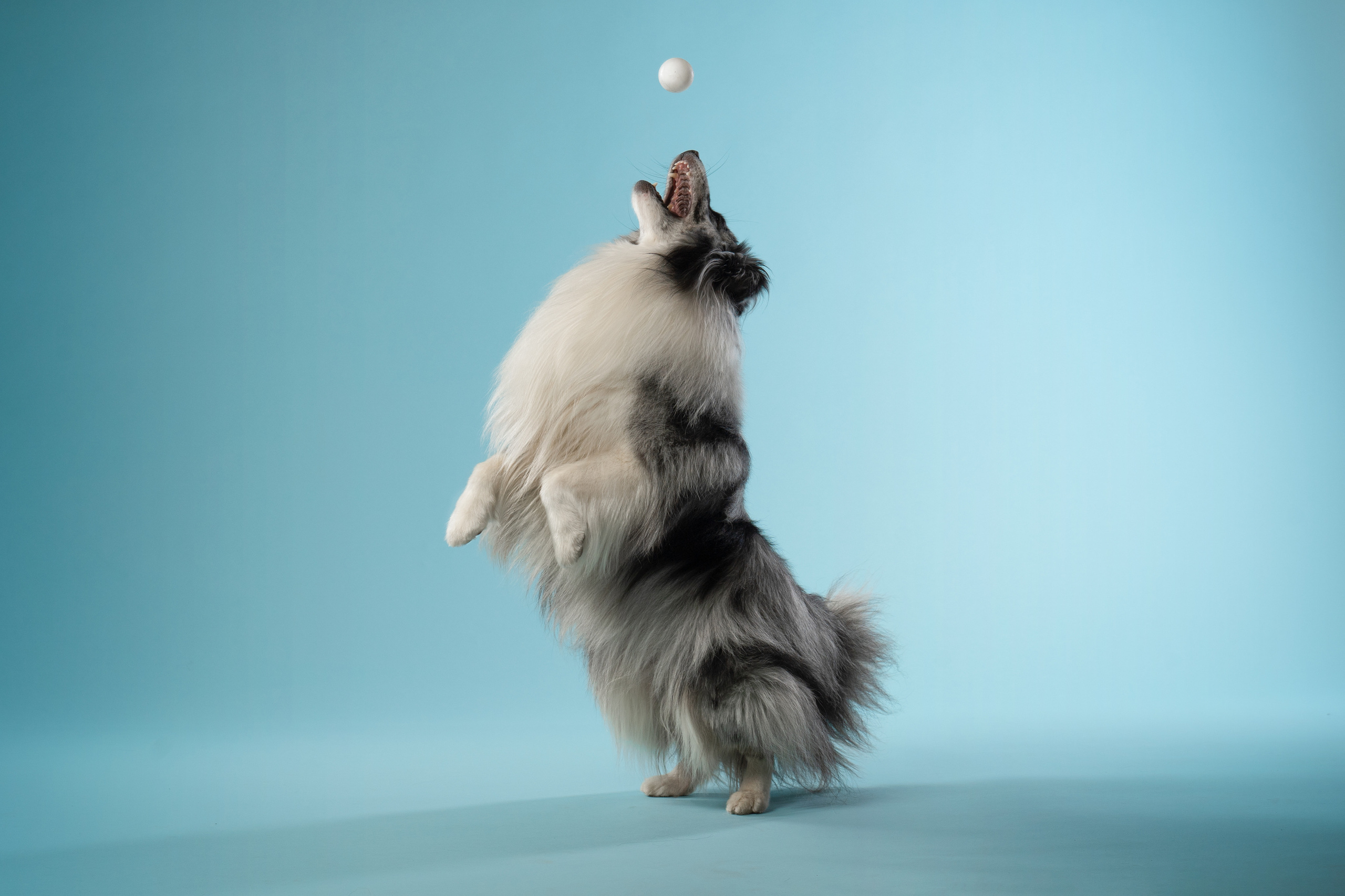 В студии. Фотограф анималист