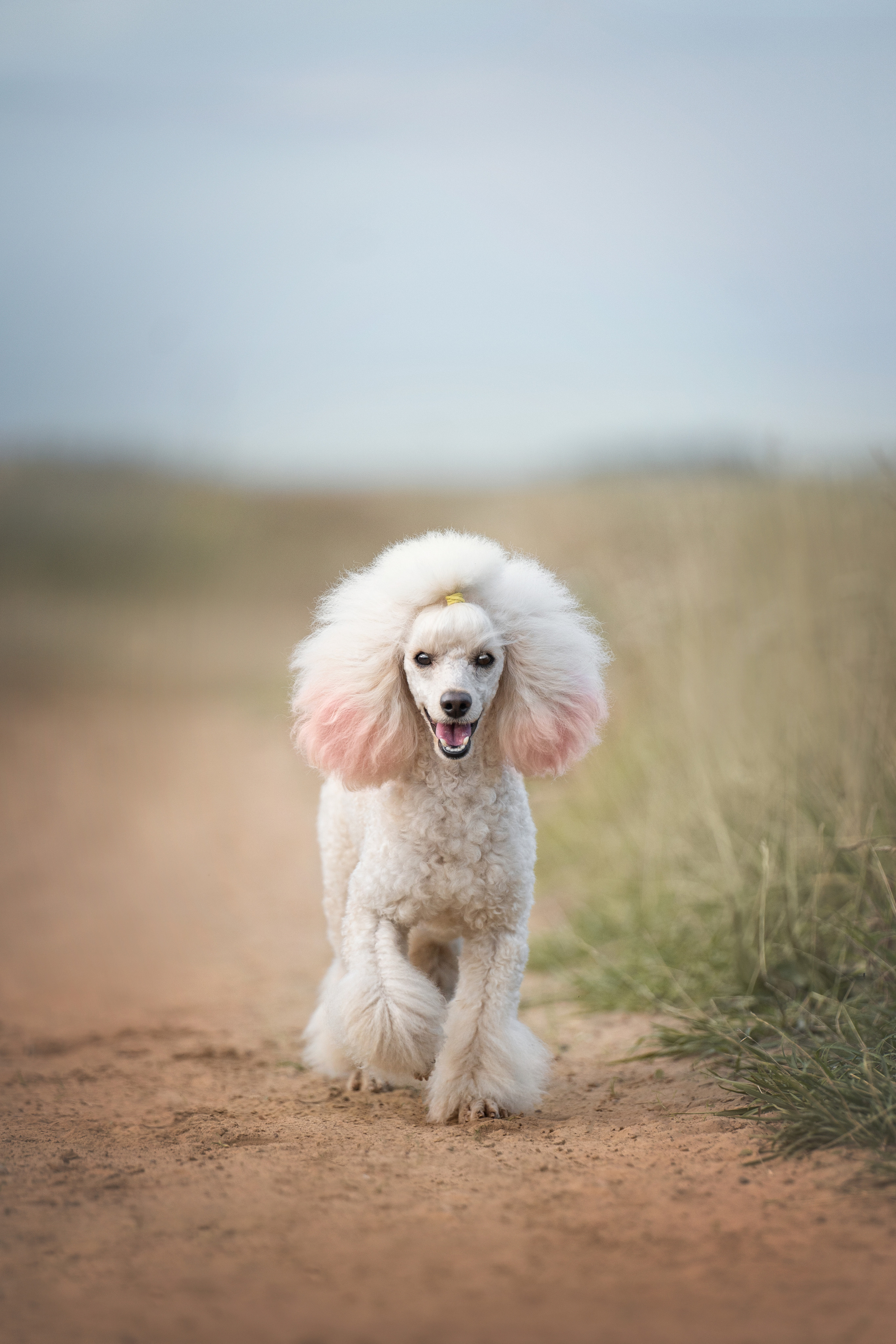 Кудрявая семья. Фотограф анималист
