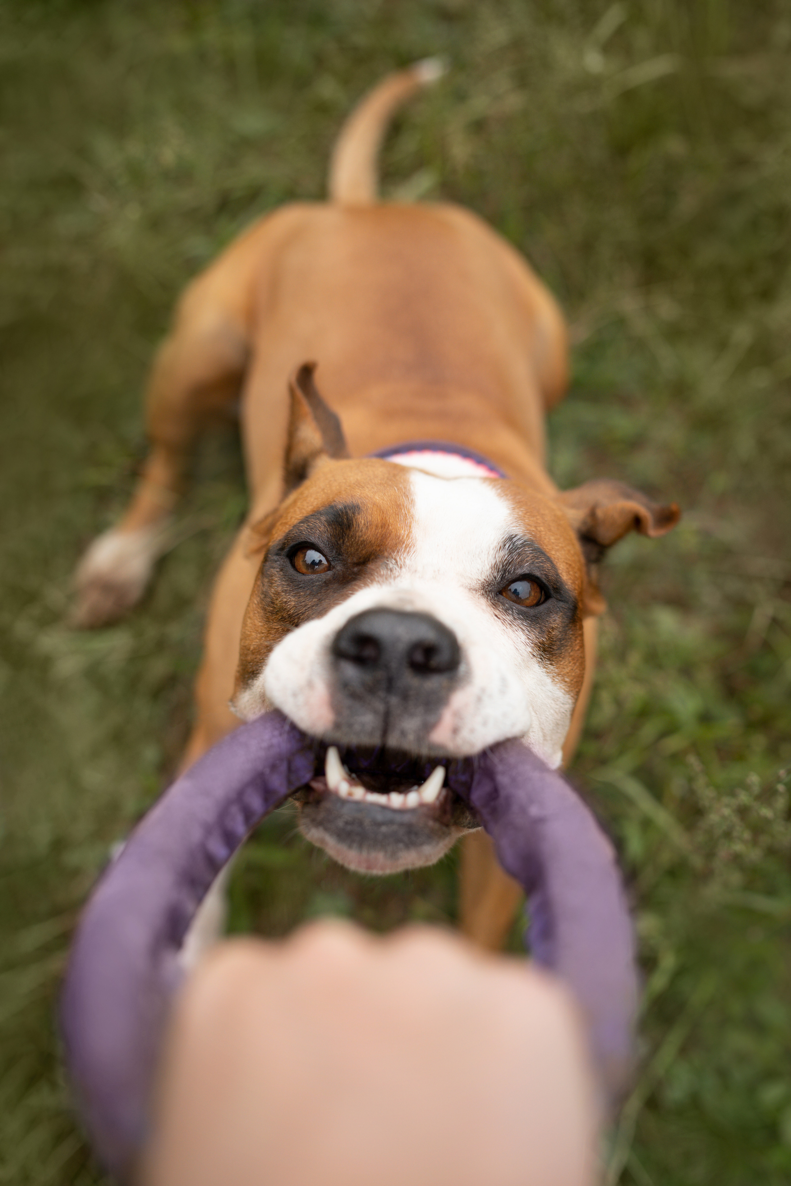 Катя, Антон, Марс и Юта. Фотограф анималист