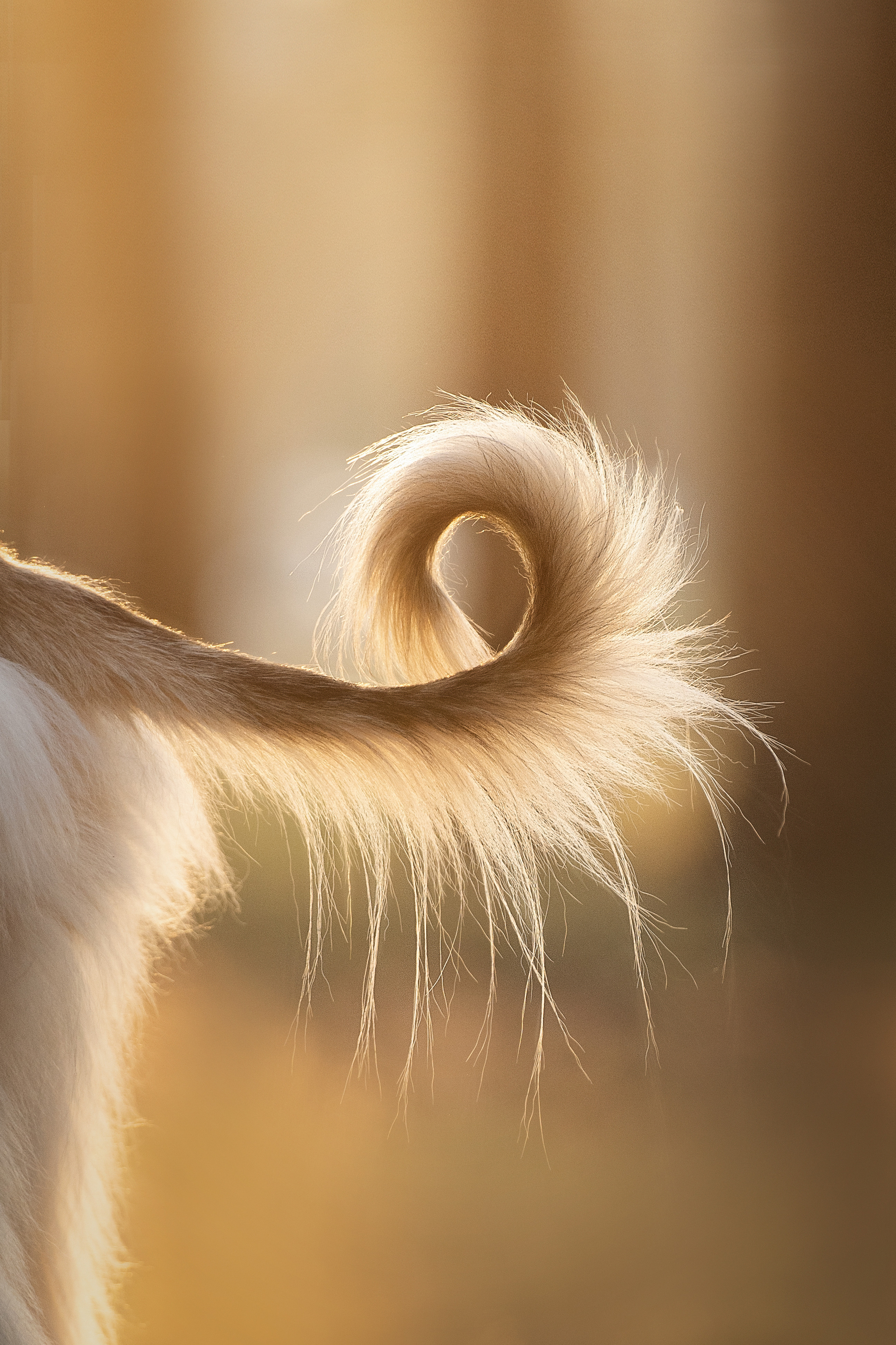 Путь к лесу. Фотограф анималист