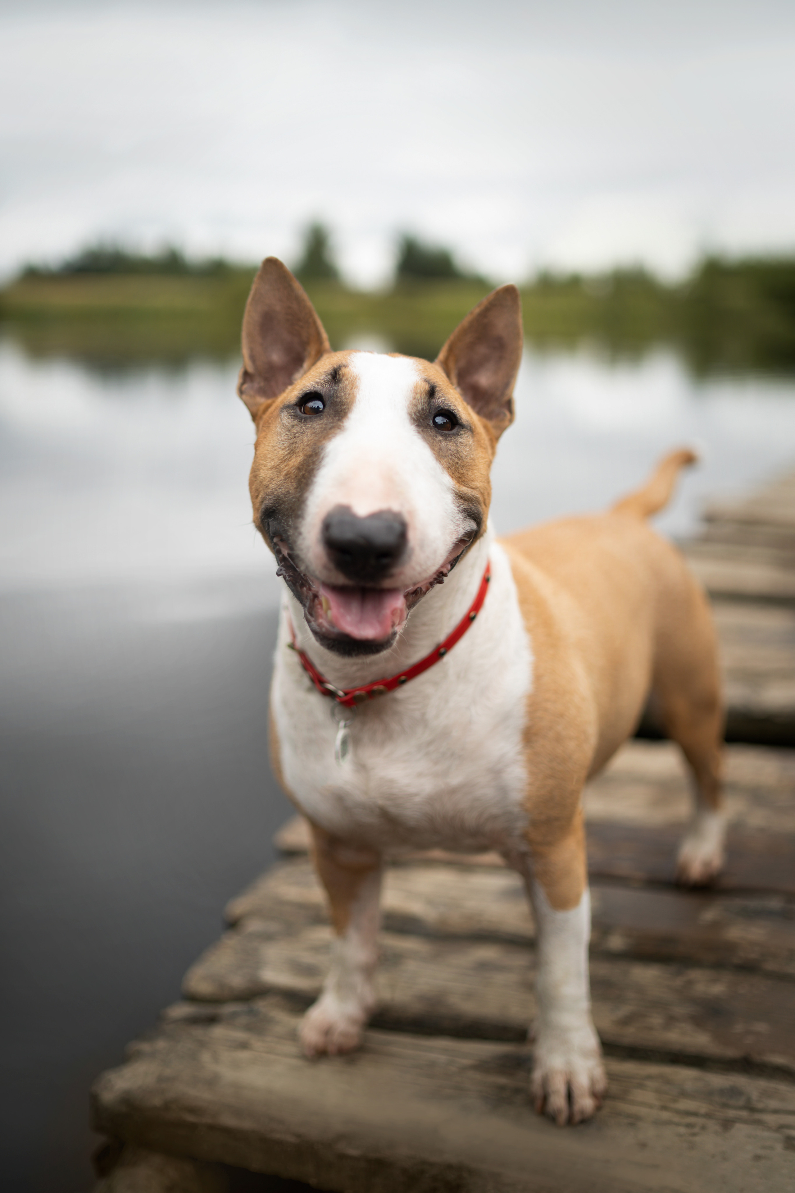 Яна и Юни. Фотограф анималист