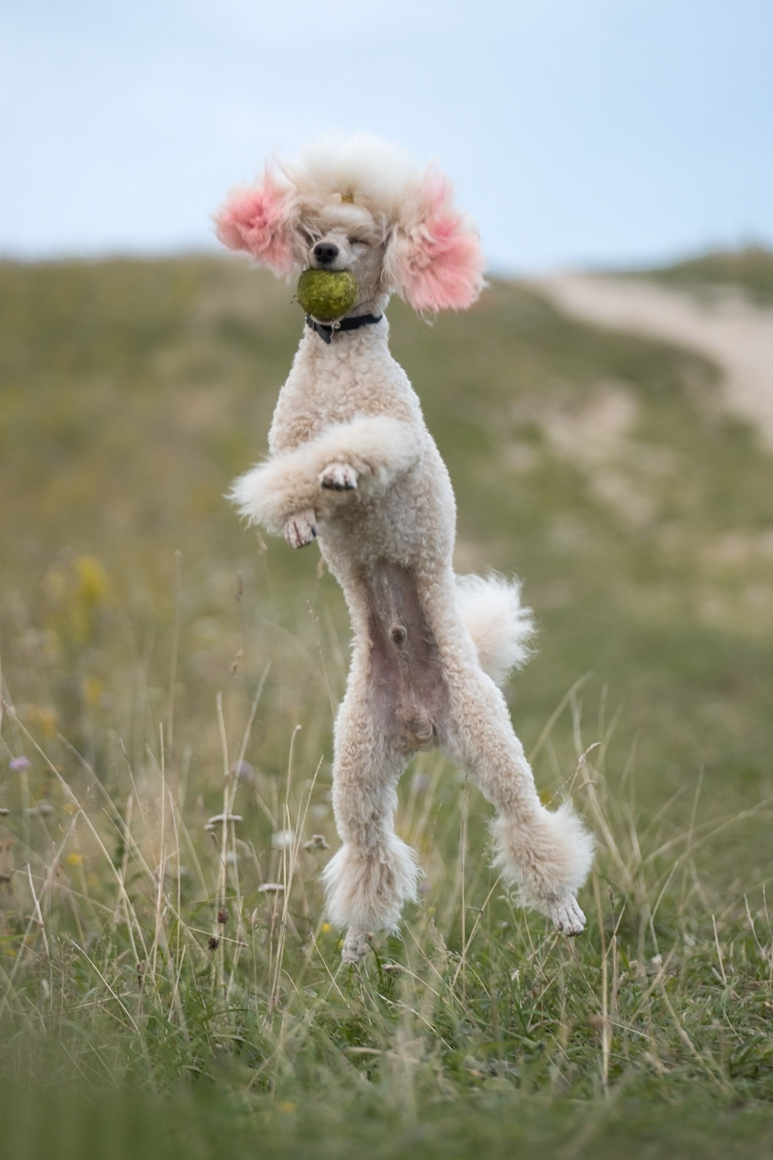 Кудрявая семья. Фотограф анималист