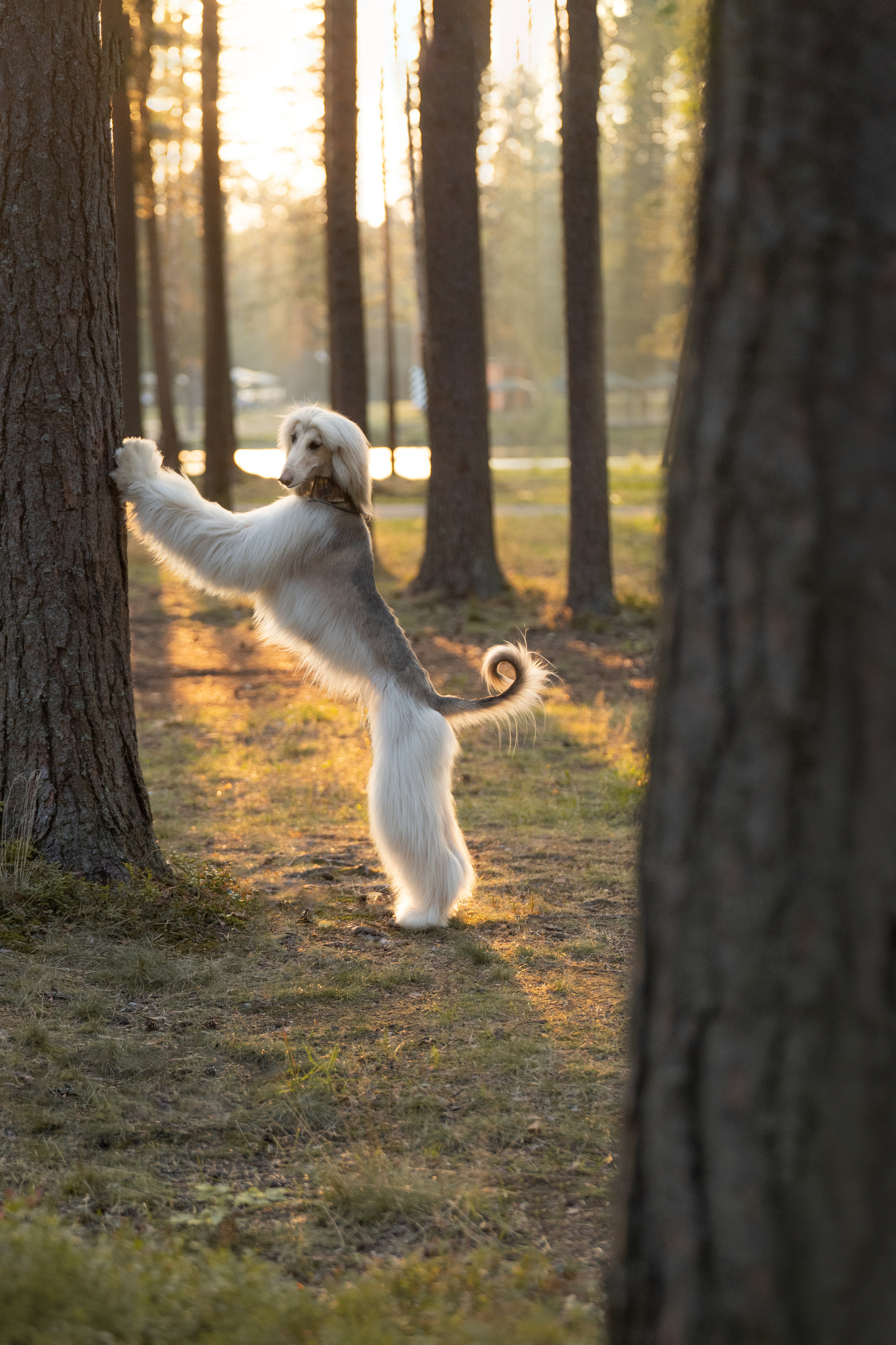Путь к лесу. Фотограф анималист