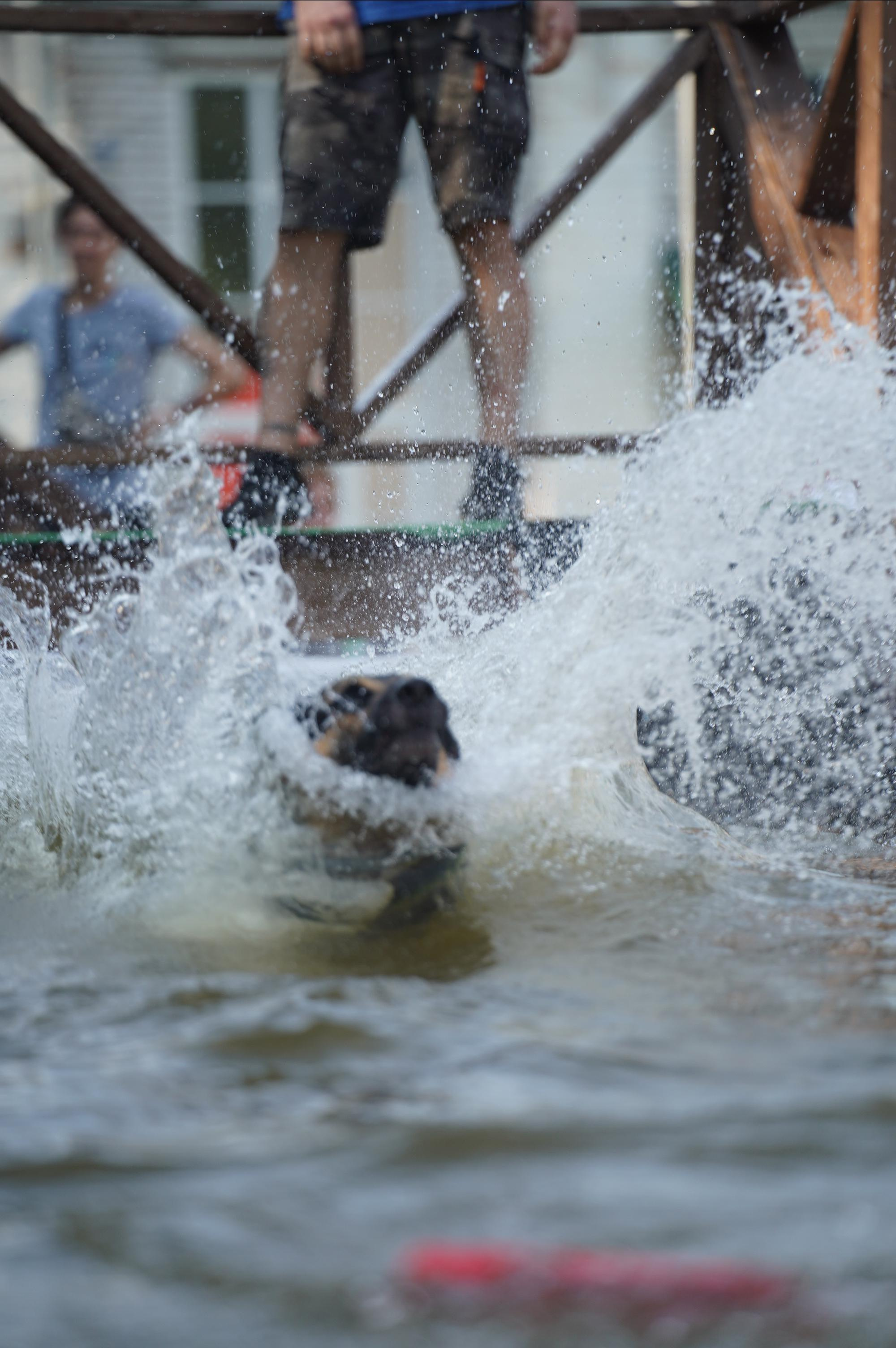 Петшопдей. Фотограф анималист
