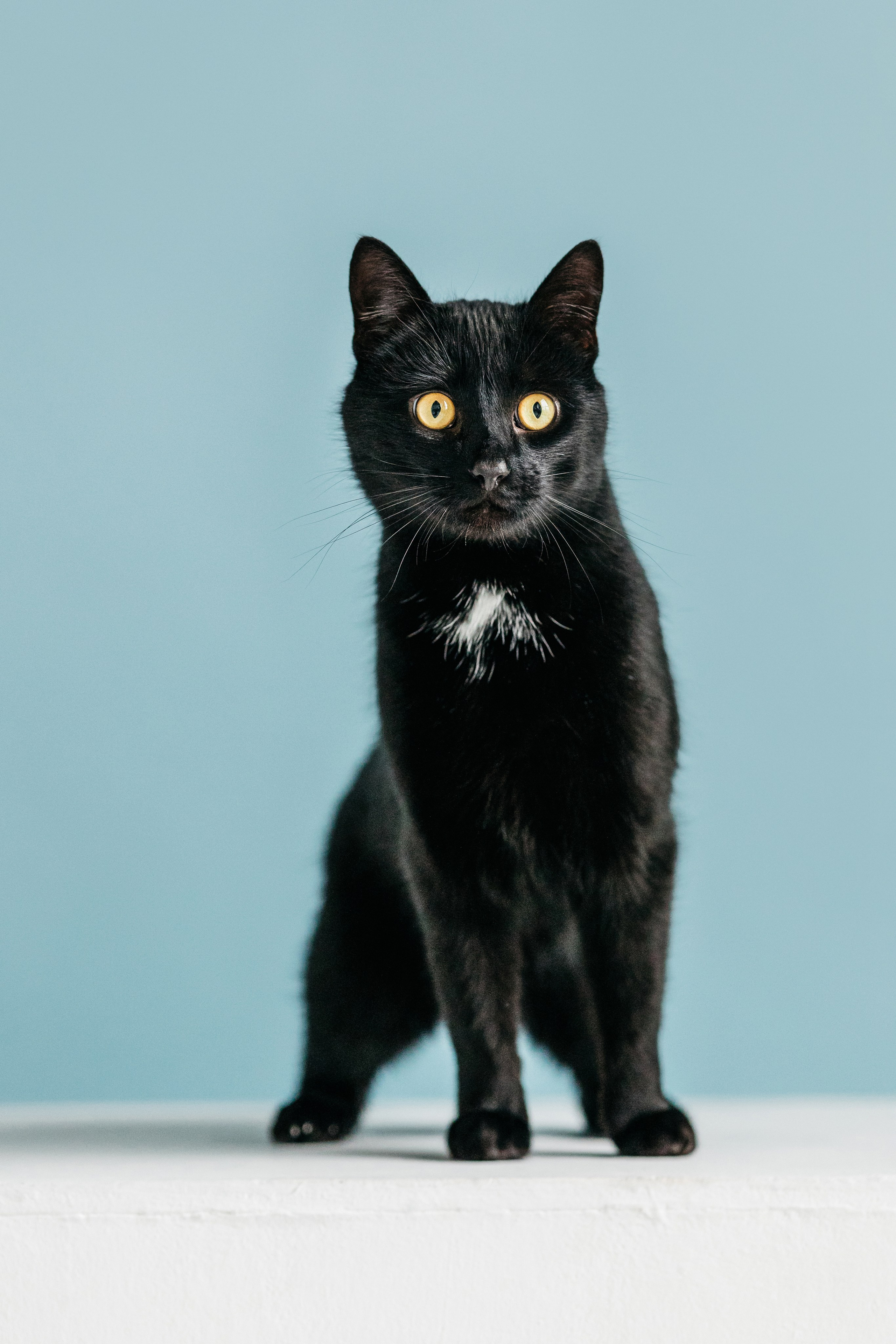 Кузя. Фотограф-анималист Елена Радченко, Москва