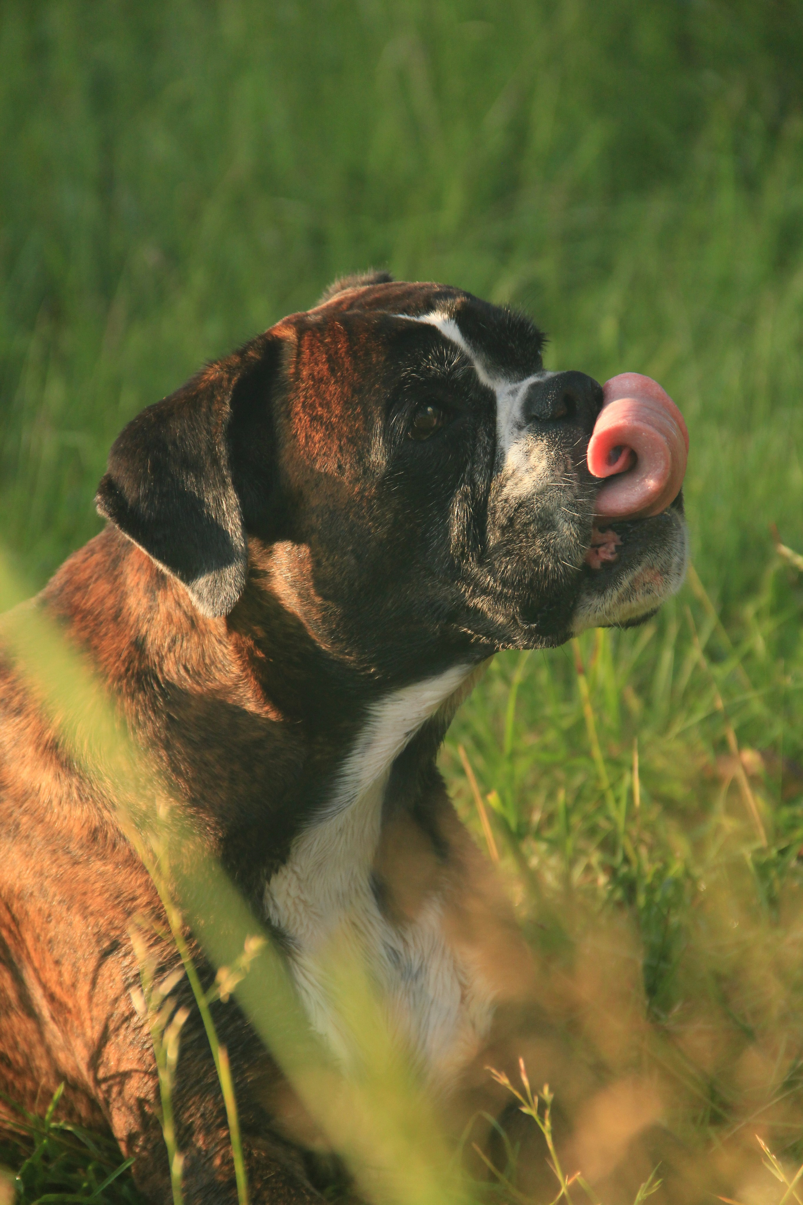 Прогулки. Фотограф — анималист в Москве и области Ольга Петракова