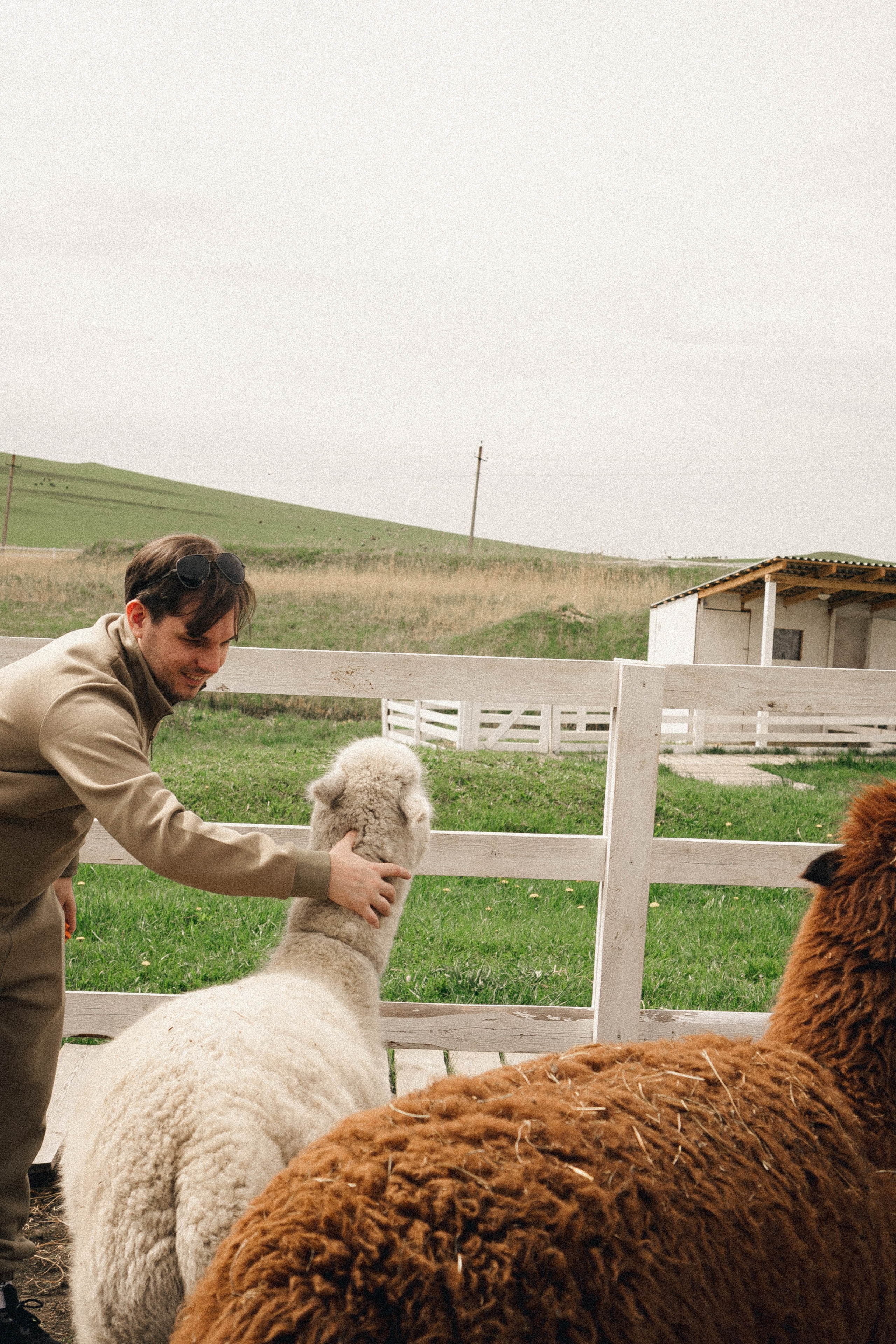 Ферма Альпак. Профессиональный фотограф, Санкт-Петербург — Виктория Богомолова