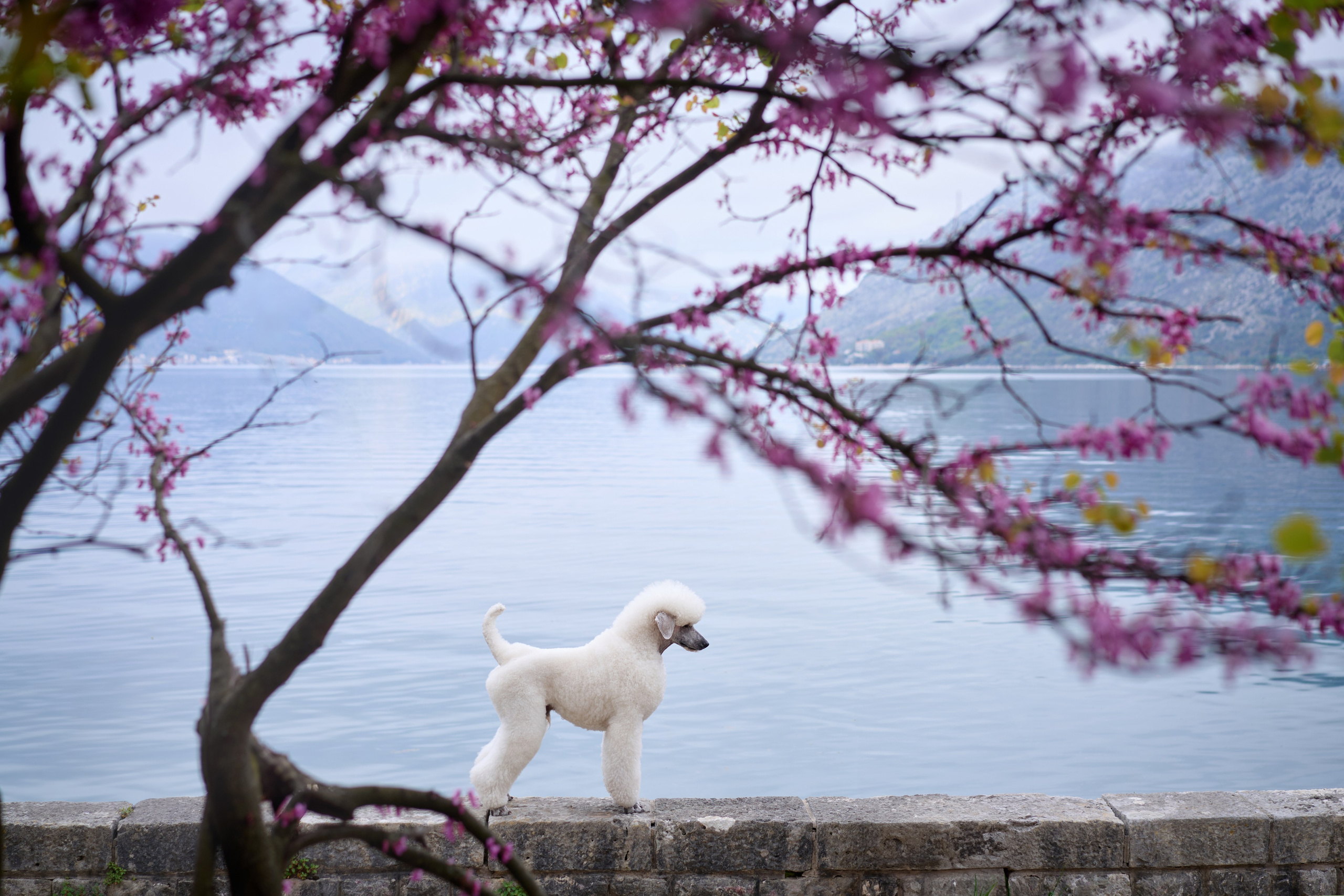 Photo of dogs in nature. landscape with dog. Dog photographer Averianova Anna — Art photography of dogs