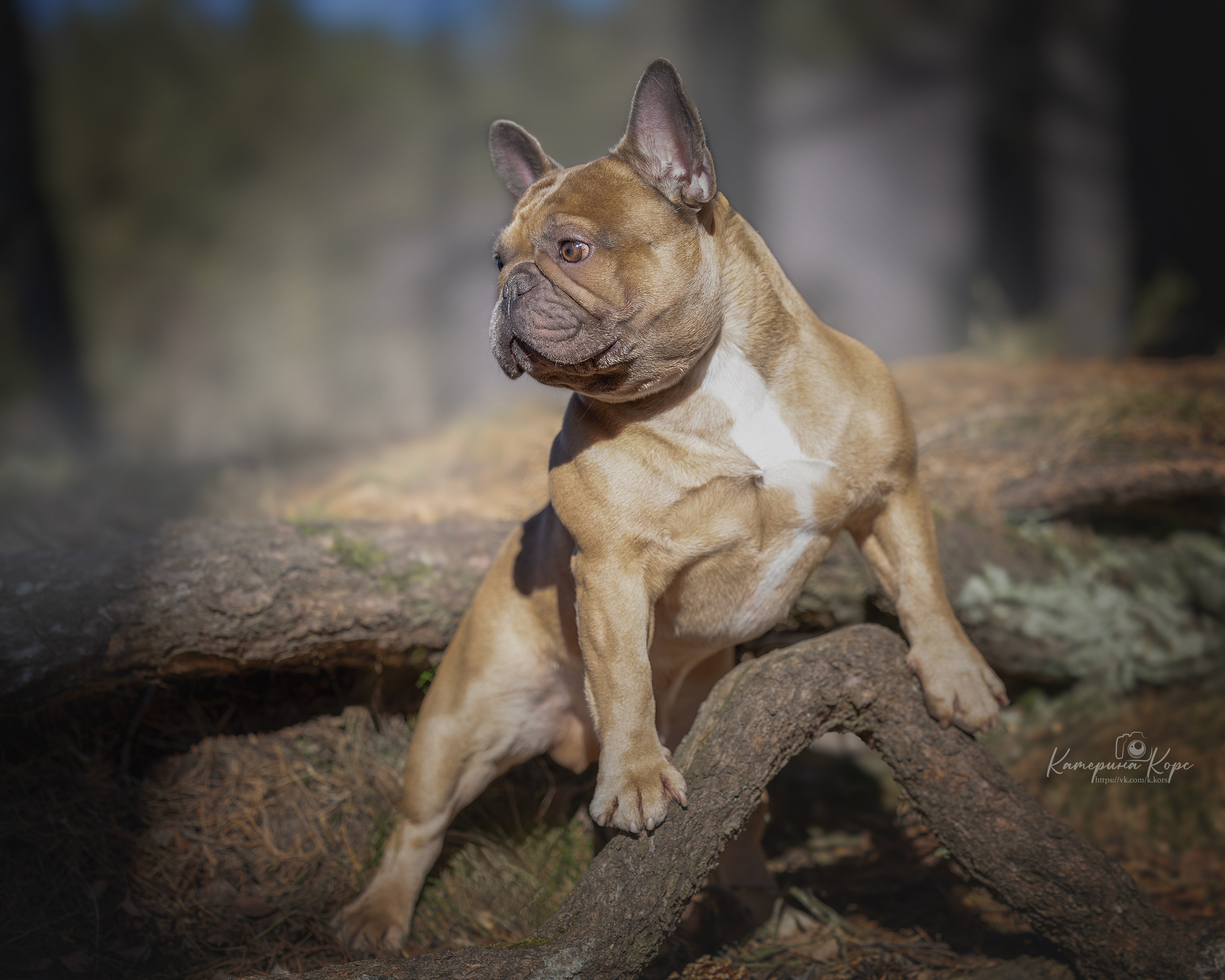 Французский бульдог Тайсон. Главная