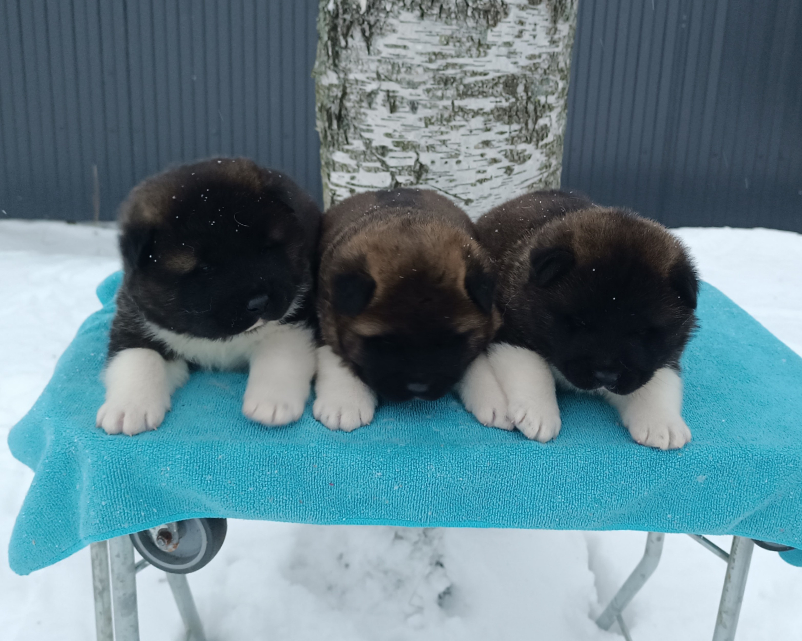 Американская акита  щенки питомник Санкт-Петербург клубные щенки Американская акита питомник RUBYLIGHT Рубилайт купить щенка американской акиты