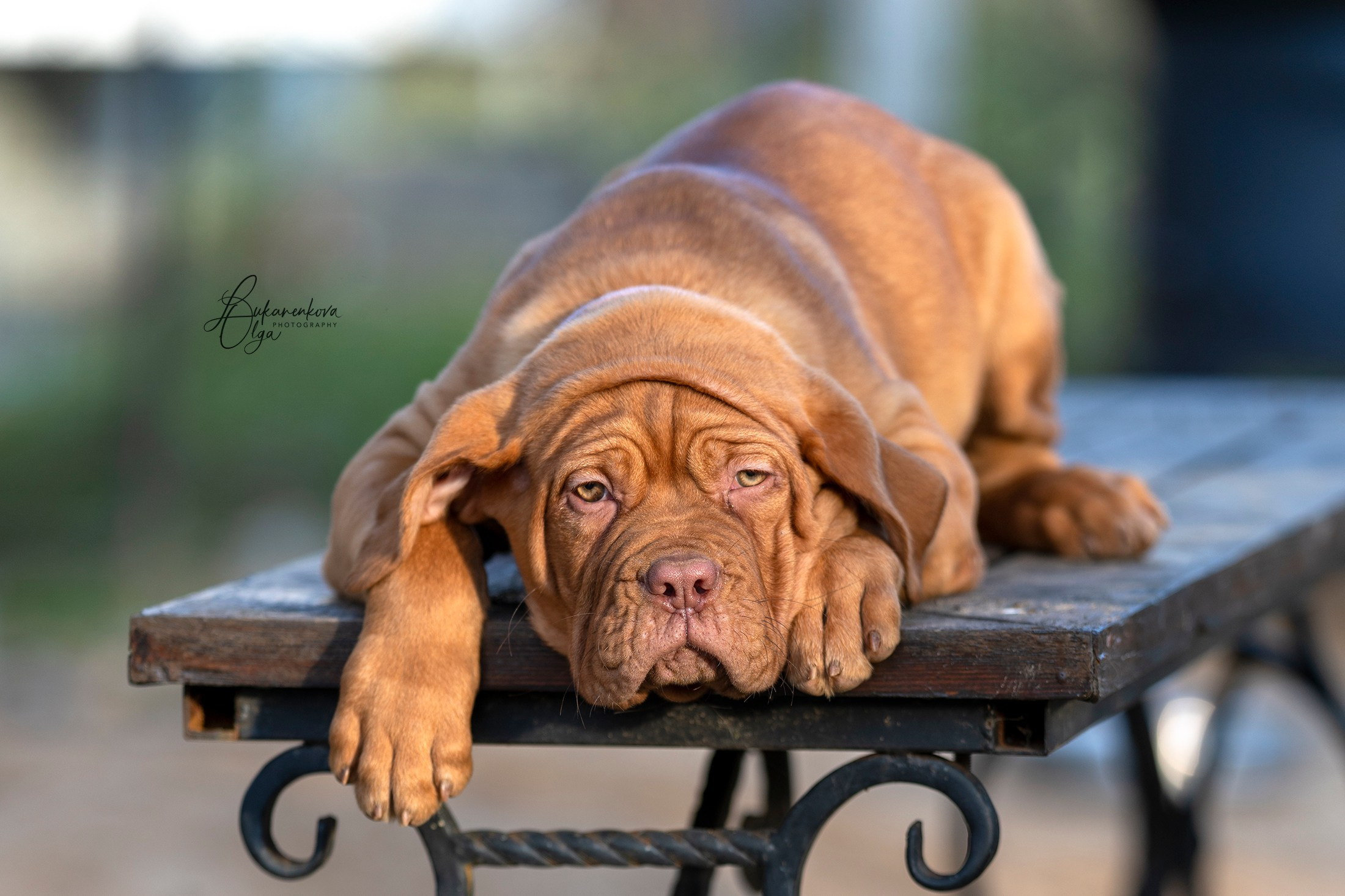Боррдосы. Фотограф анималист Ольга Луканенкова в Москве