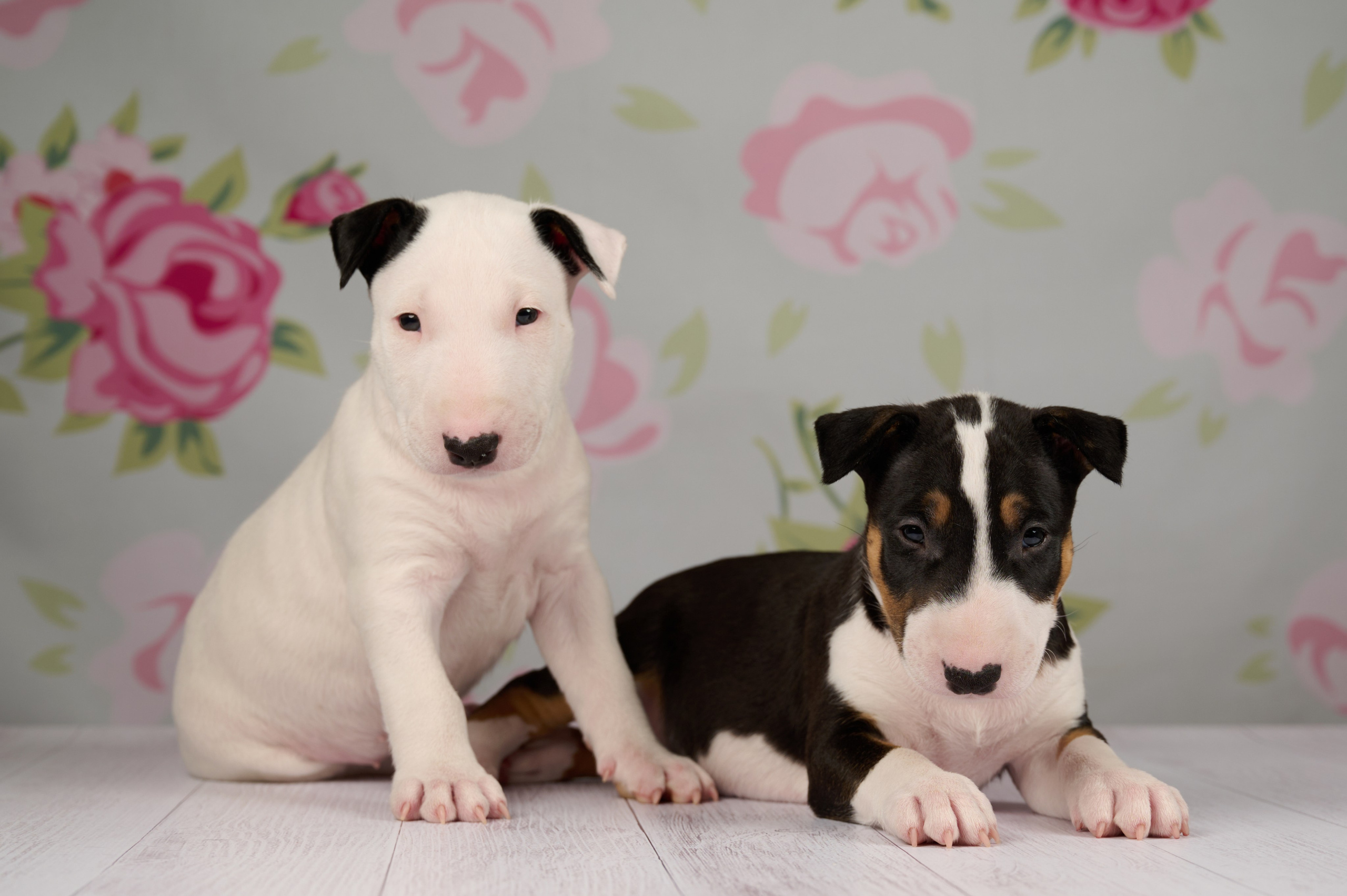 Щенки в домашней студии. Фотограф анималист в Казани Алина Сулейманова. Фотограф животных