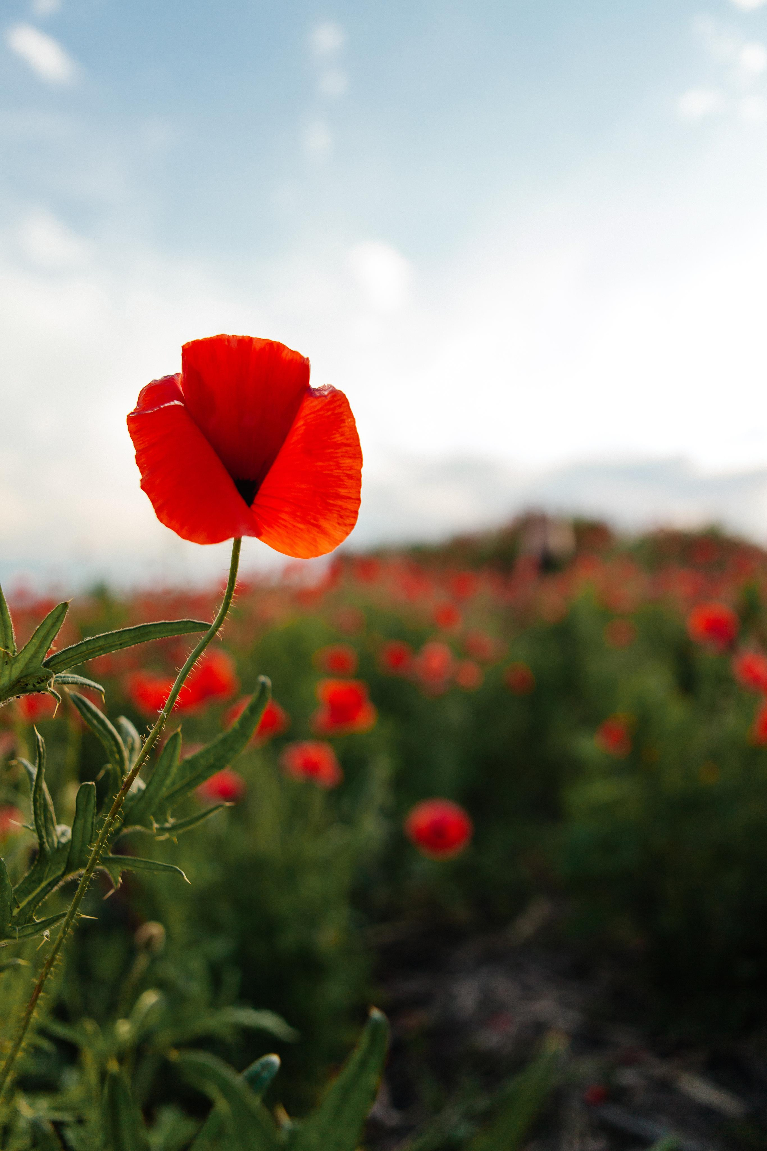 Летняя фотосессия в маковом поле Пятигорск. Фотограф Ставрополь Пятигорск Елизавета Дарина