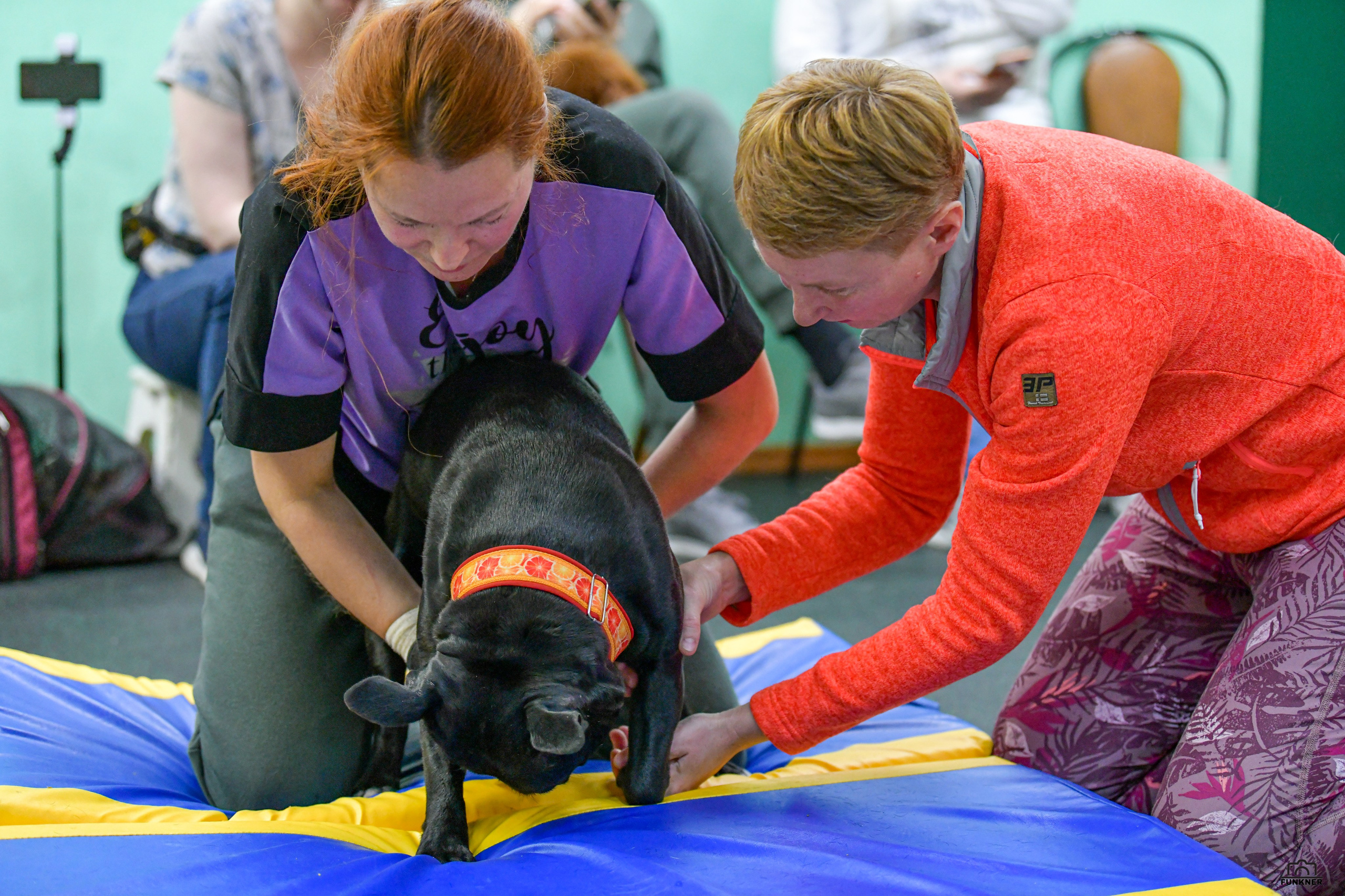 Кинологический клуб «Бодрый хвост». Свой взгляд через объектив