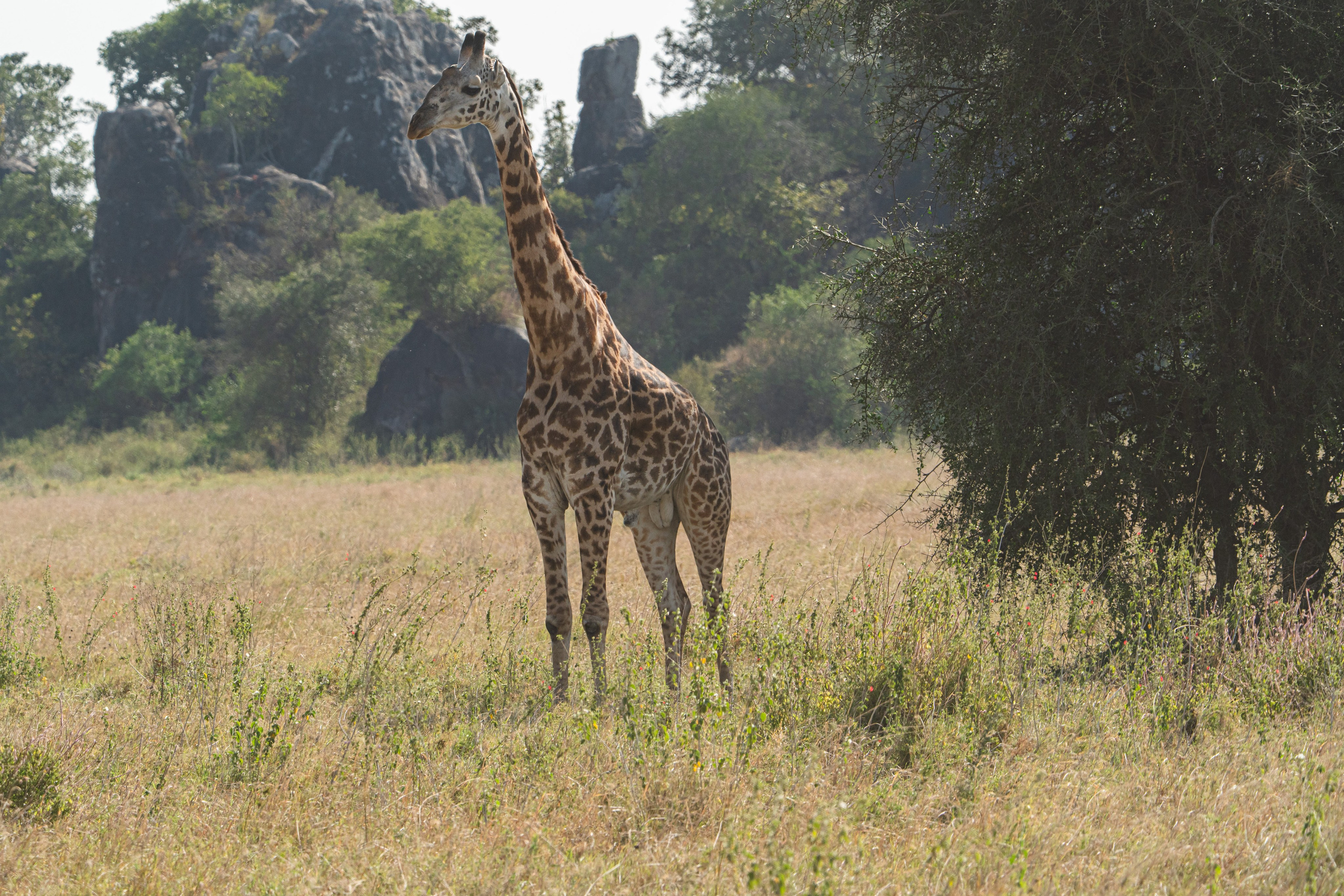 Танзания, сафари, 2025. Творческие сьемки