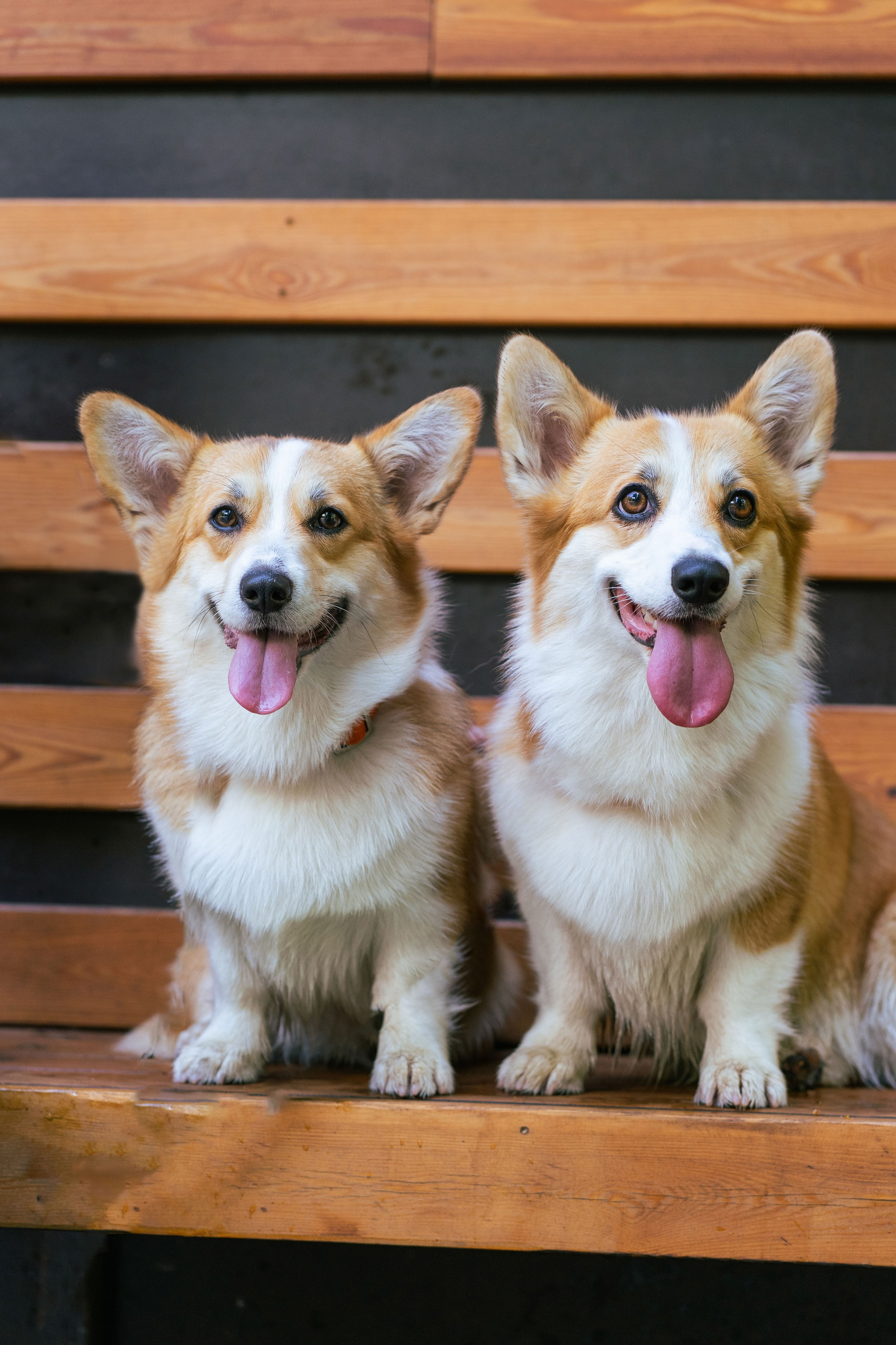 Ольга и коржики. Свадебный фотограф в Москве Анна Полушина