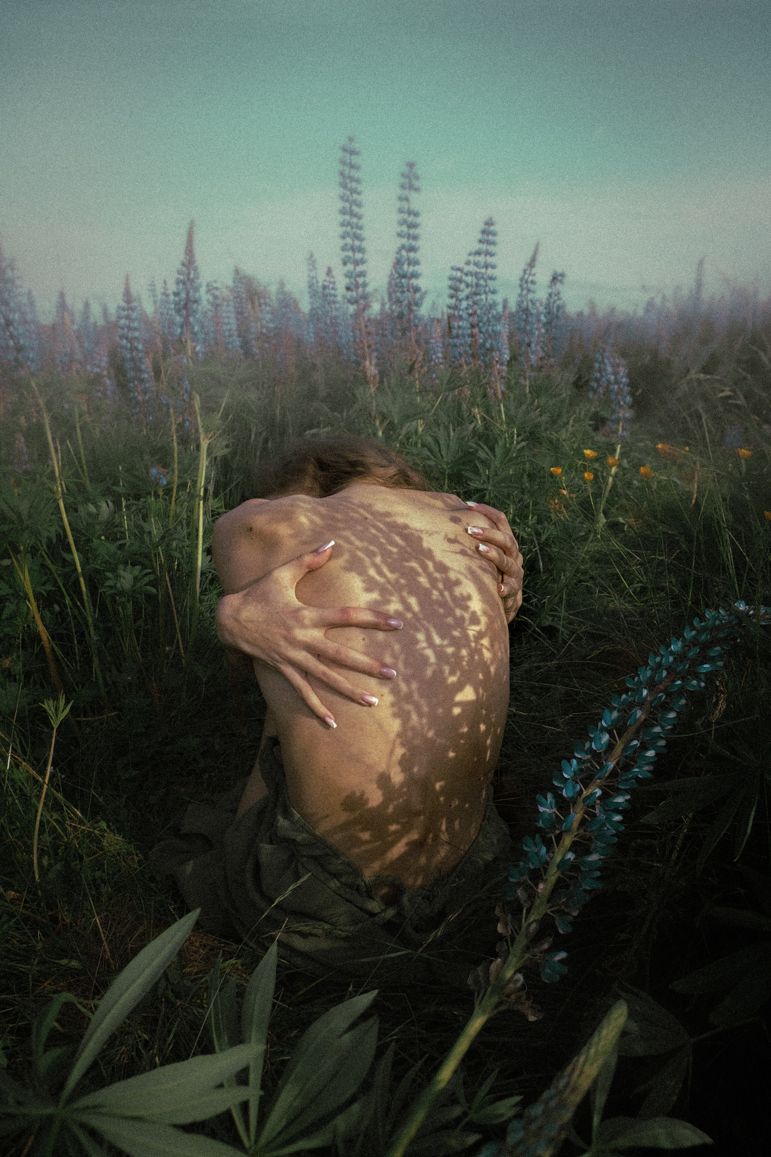 Люпины. Художественный фотограф СПБ, Дубай