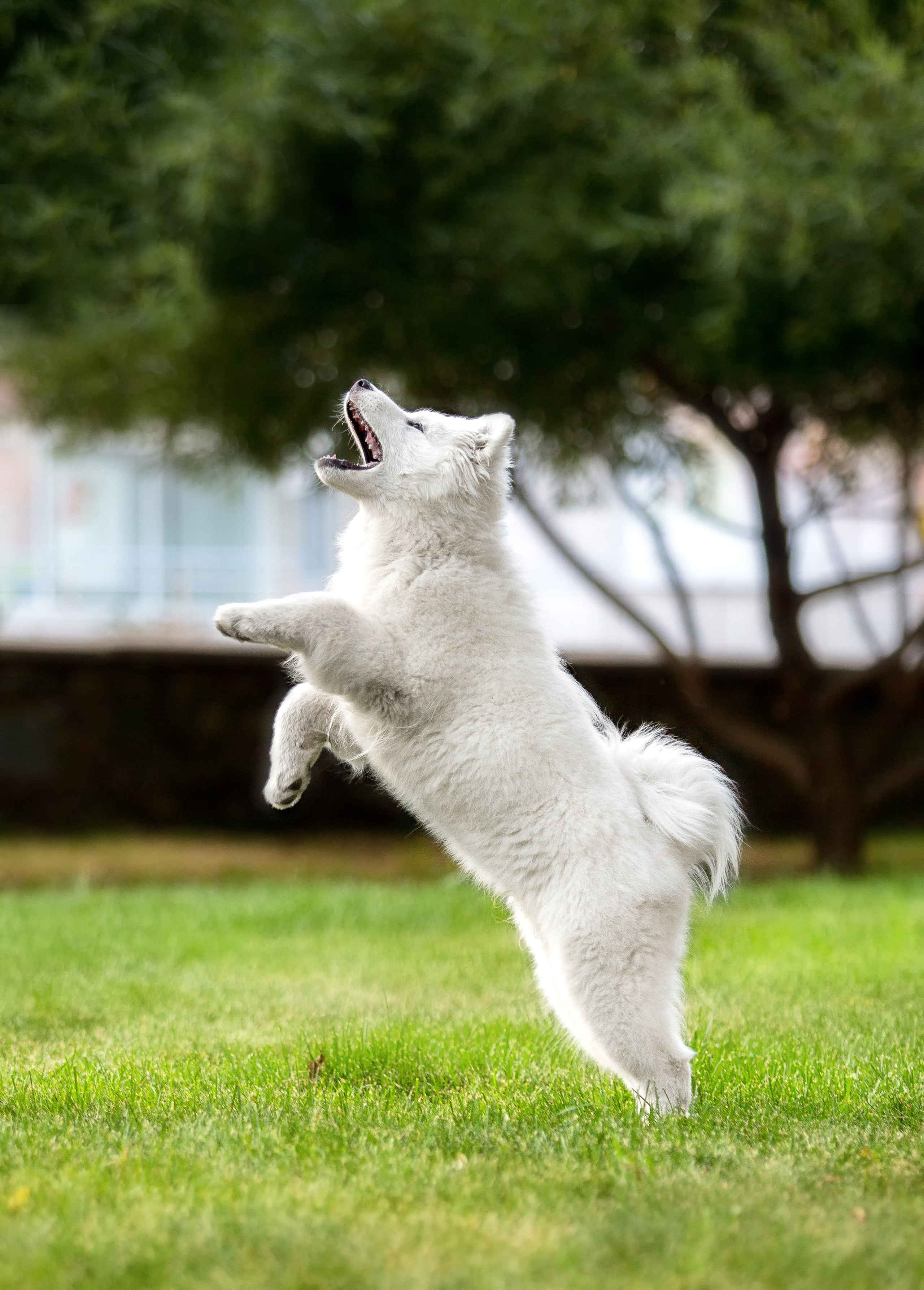 Анастасия, Евгений и самоед Ройс. Https://moshkovaphoto.ru/