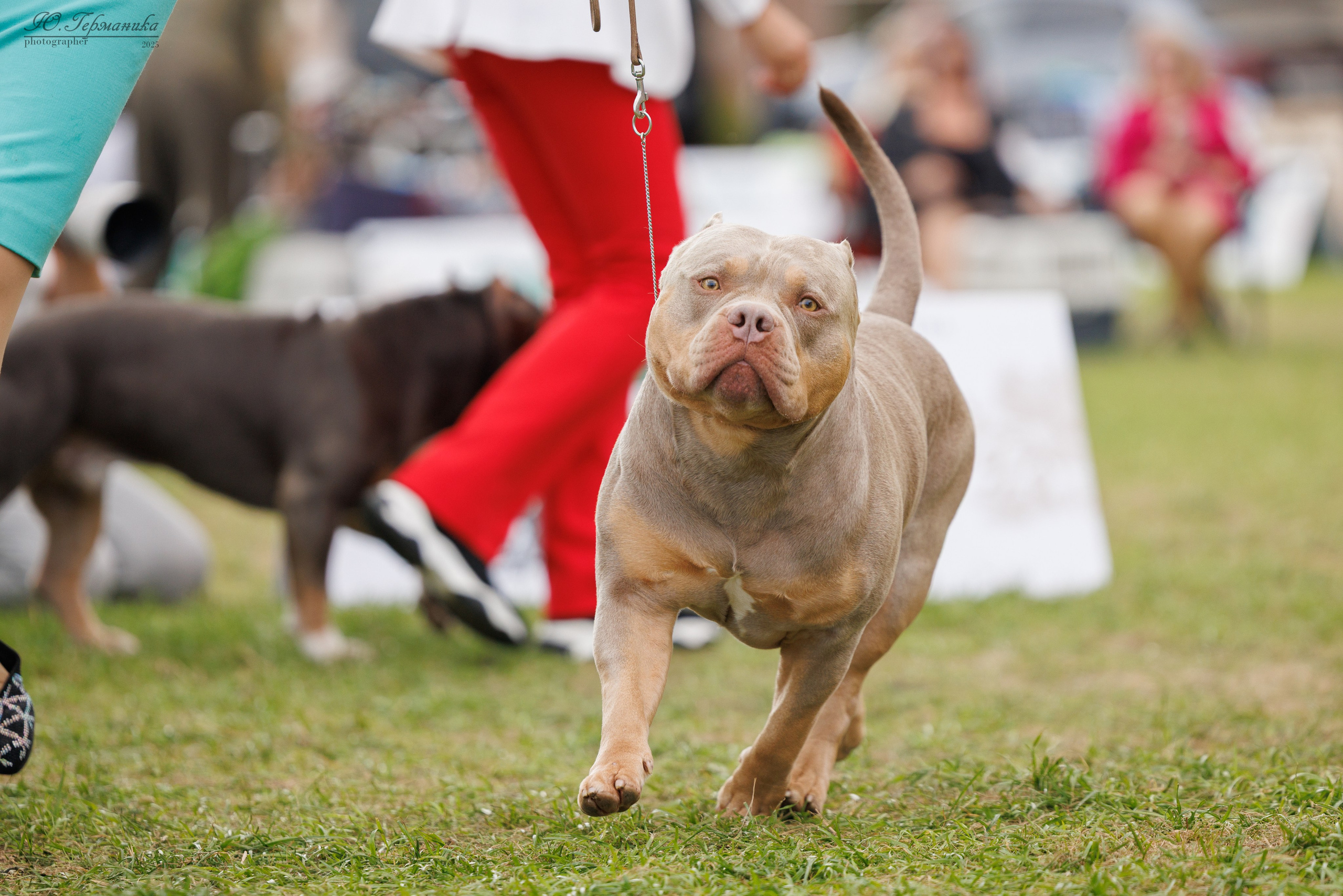 Переславль 5-7.08.2025. Фотограф-анималист Юлия Германика